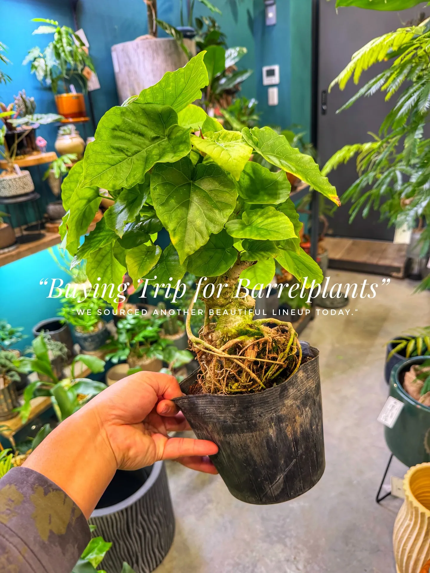 “Buying Trip for Barrelplants ...