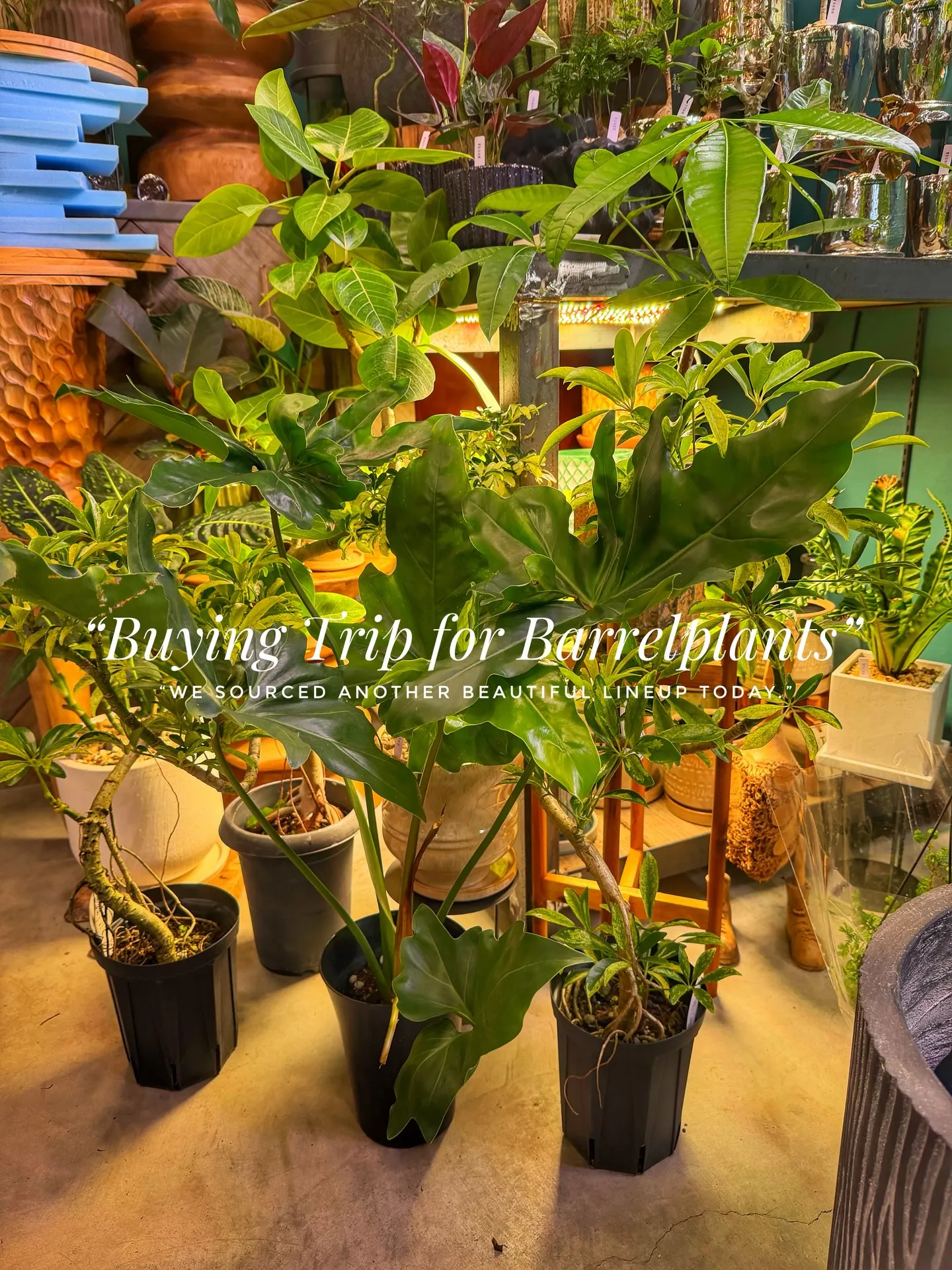 “Buying Trip for Barrelplants ...