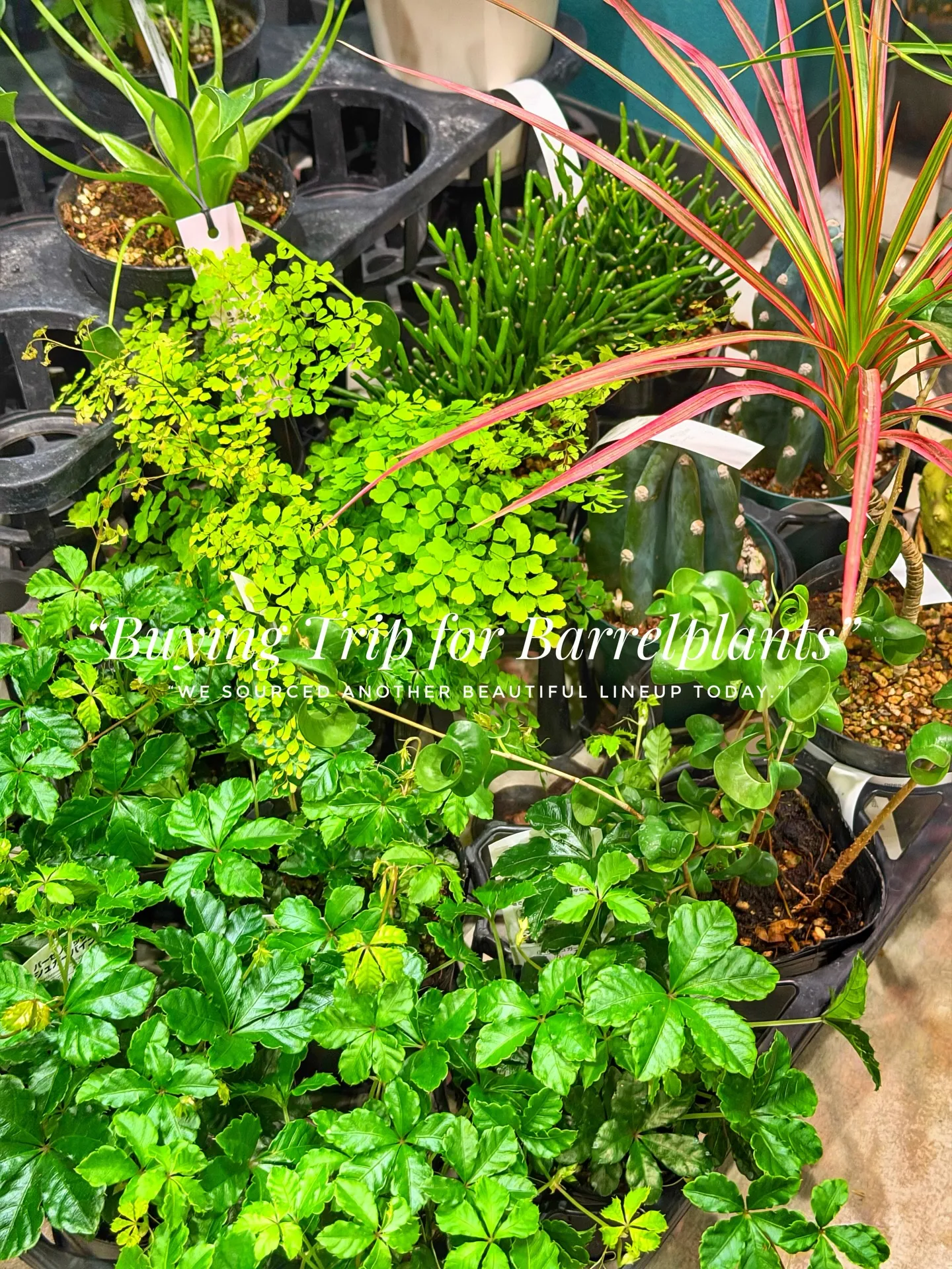 “Buying Trip for Barrelplants ...