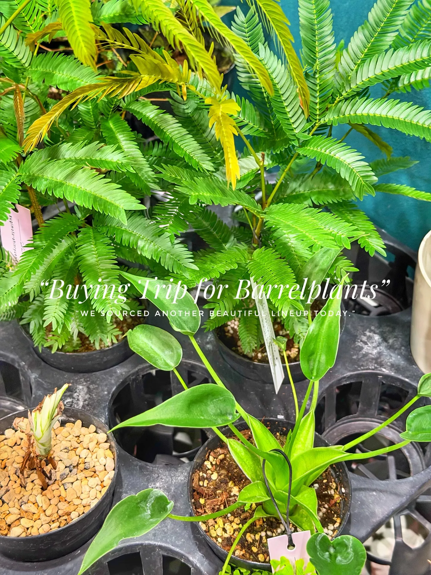 “Buying Trip for Barrelplants ...