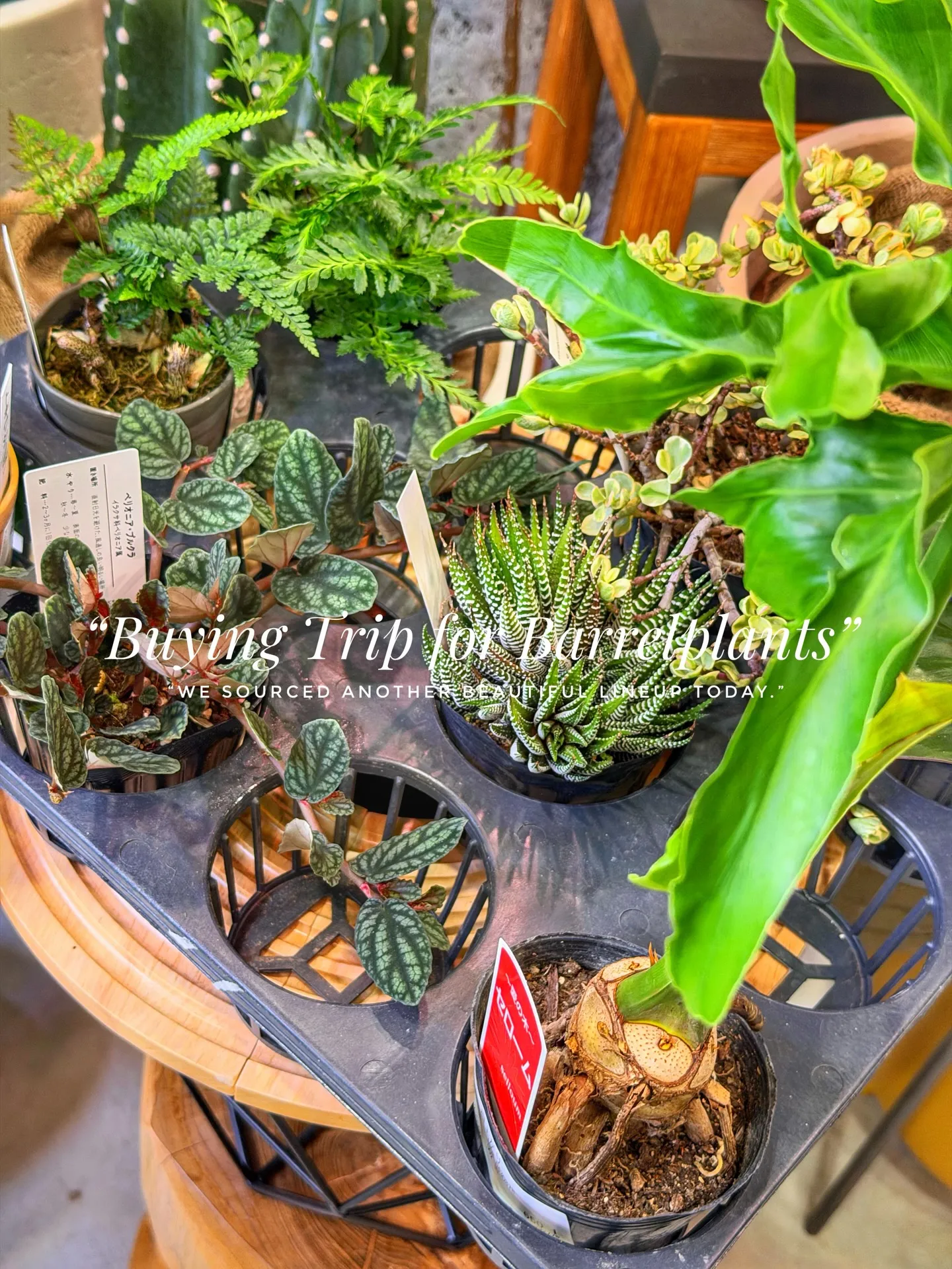 “Buying Trip for Barrelplants ...