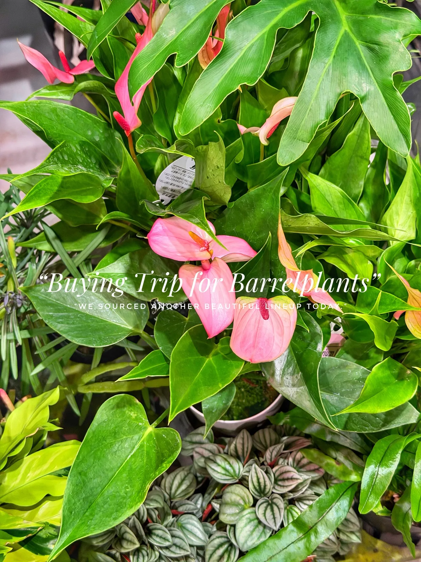 “Buying Trip for Barrelplants ...