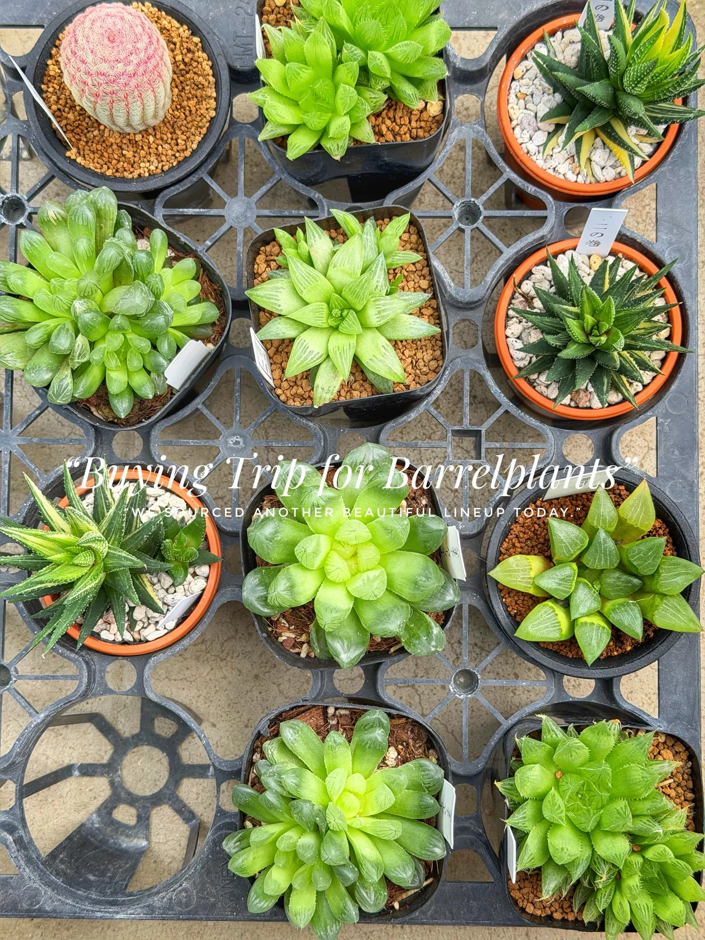 “Buying Trip for Barrelplants ...