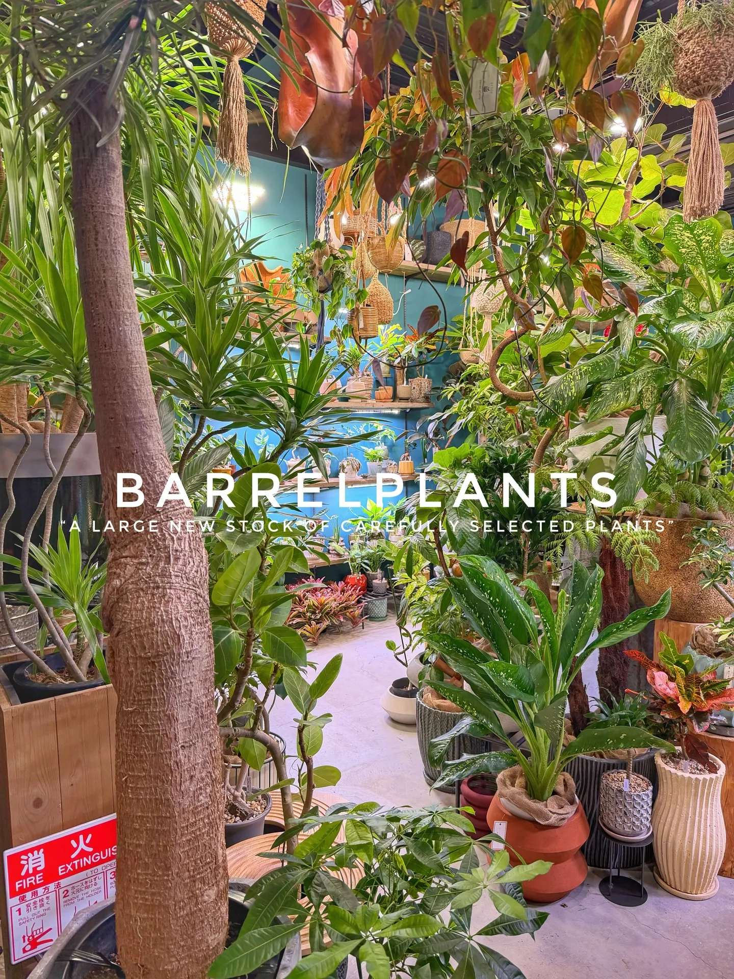 植物がさらに増えて、店内がめっちゃ賑やかに🌿
