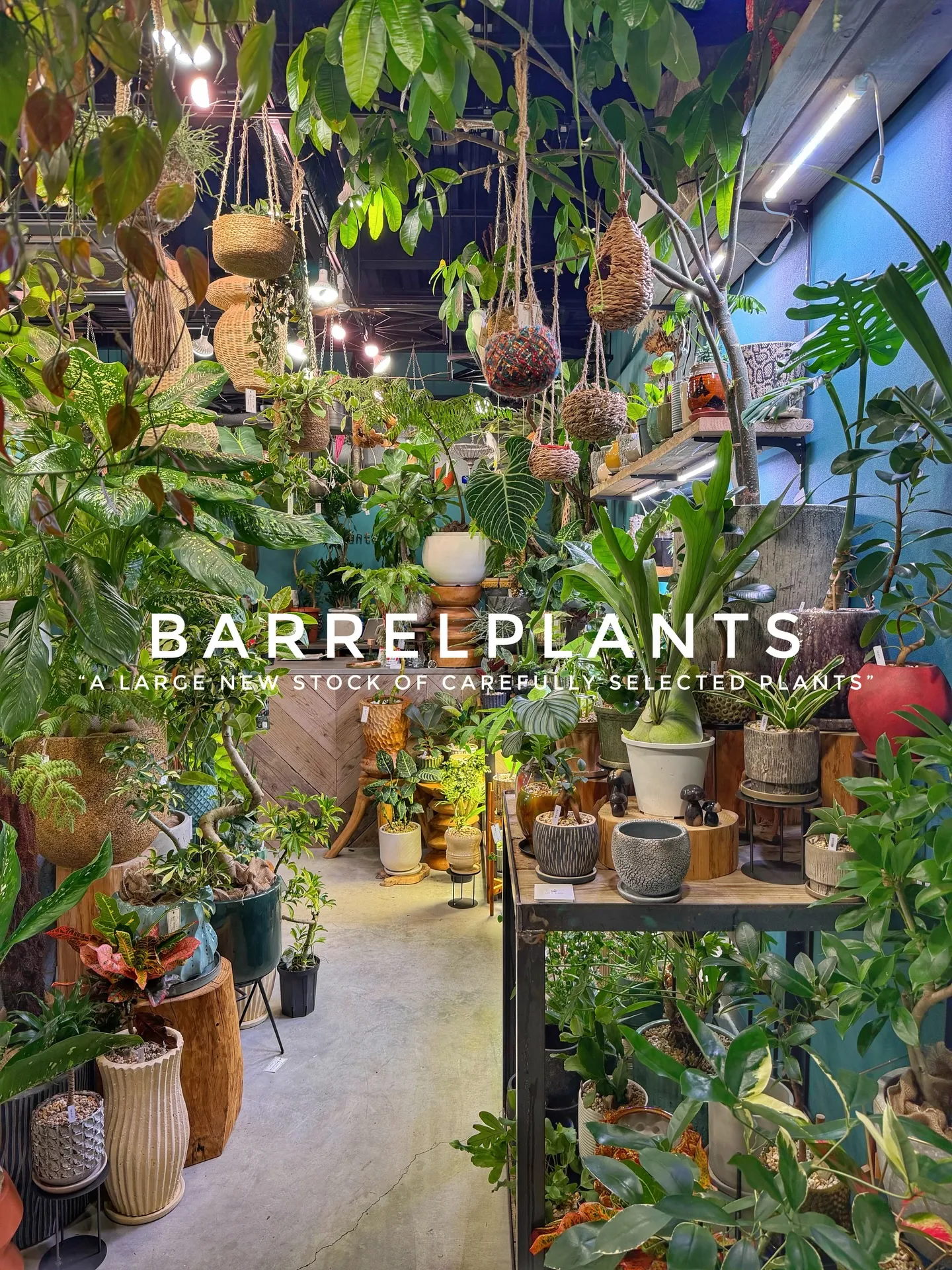 植物がさらに増えて、店内がめっちゃ賑やかに🌿