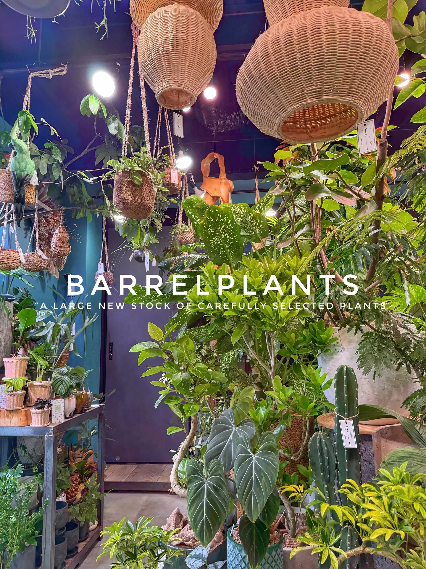 植物がさらに増えて、店内がめっちゃ賑やかに🌿