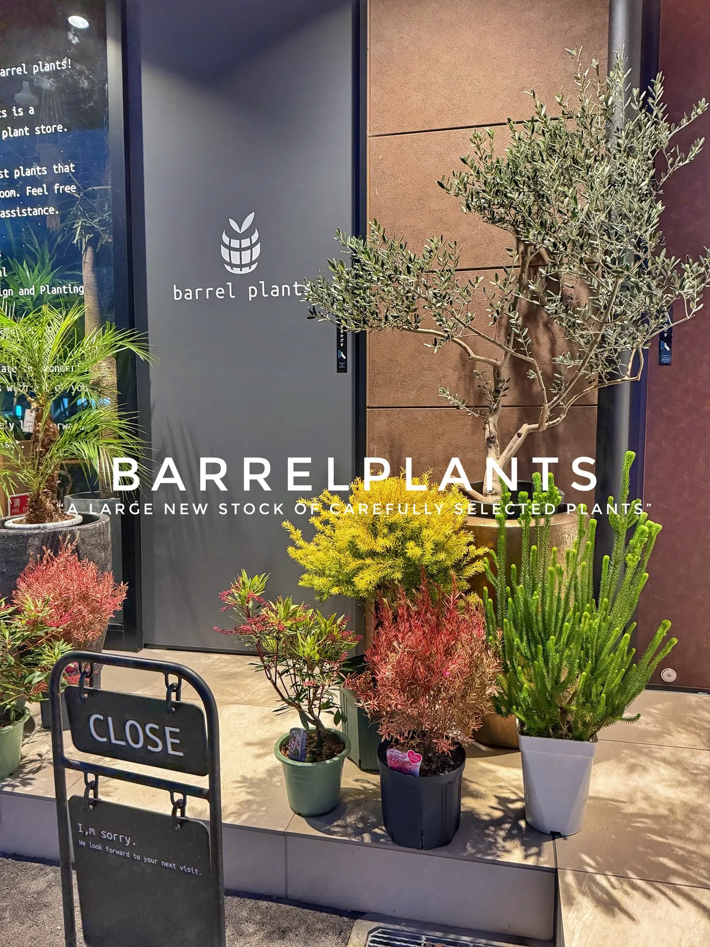 植物がさらに増えて、店内がめっちゃ賑やかに🌿
