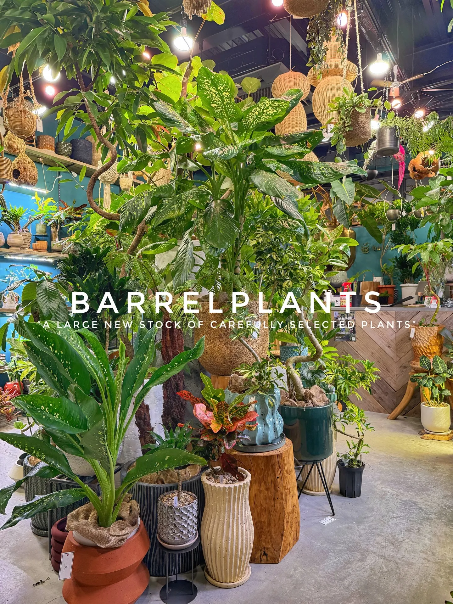 植物がさらに増えて、店内がめっちゃ賑やかに🌿