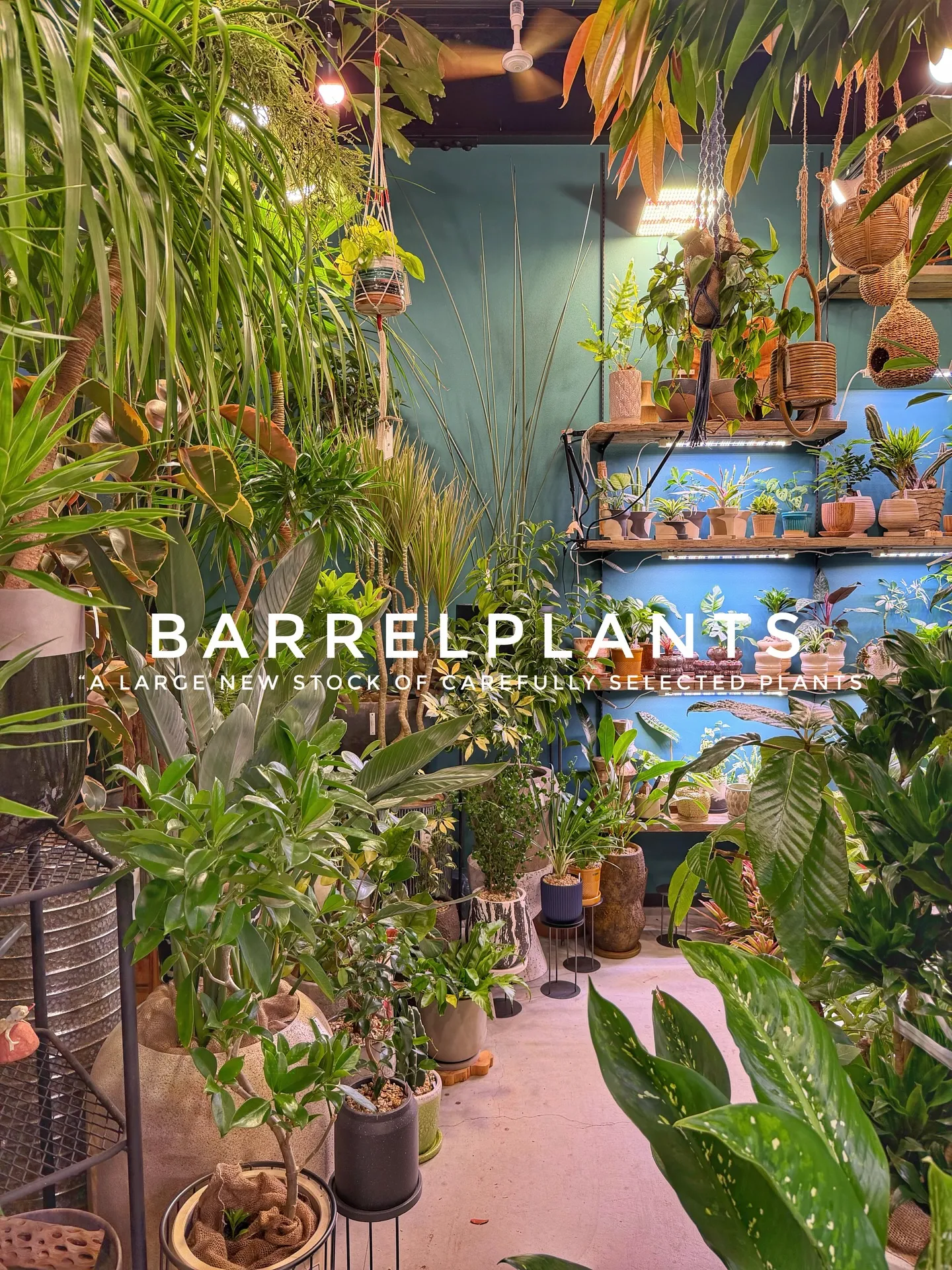 植物がさらに増えて、店内がめっちゃ賑やかに🌿