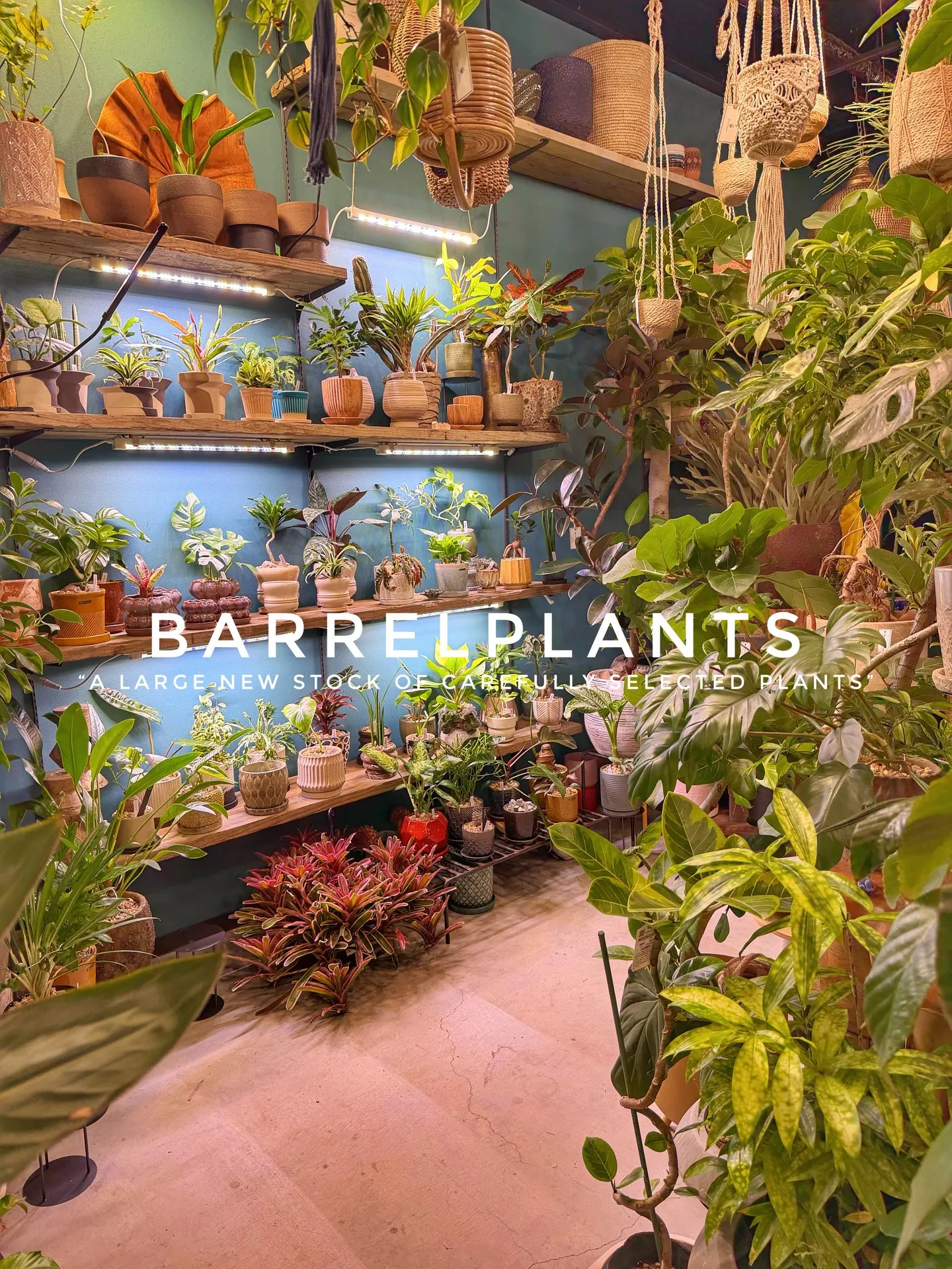 植物がさらに増えて、店内がめっちゃ賑やかに🌿