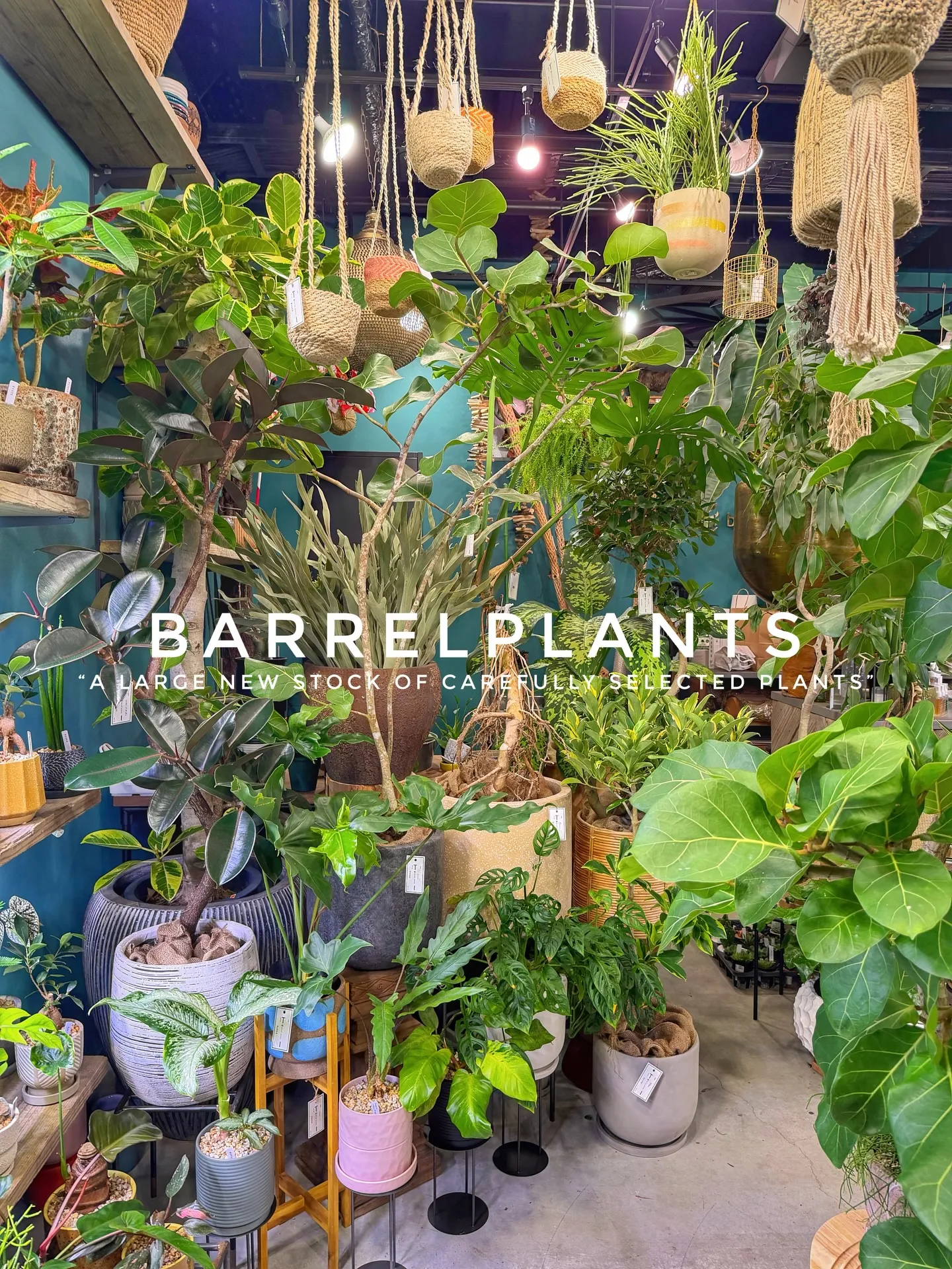 植物がさらに増えて、店内がめっちゃ賑やかに🌿