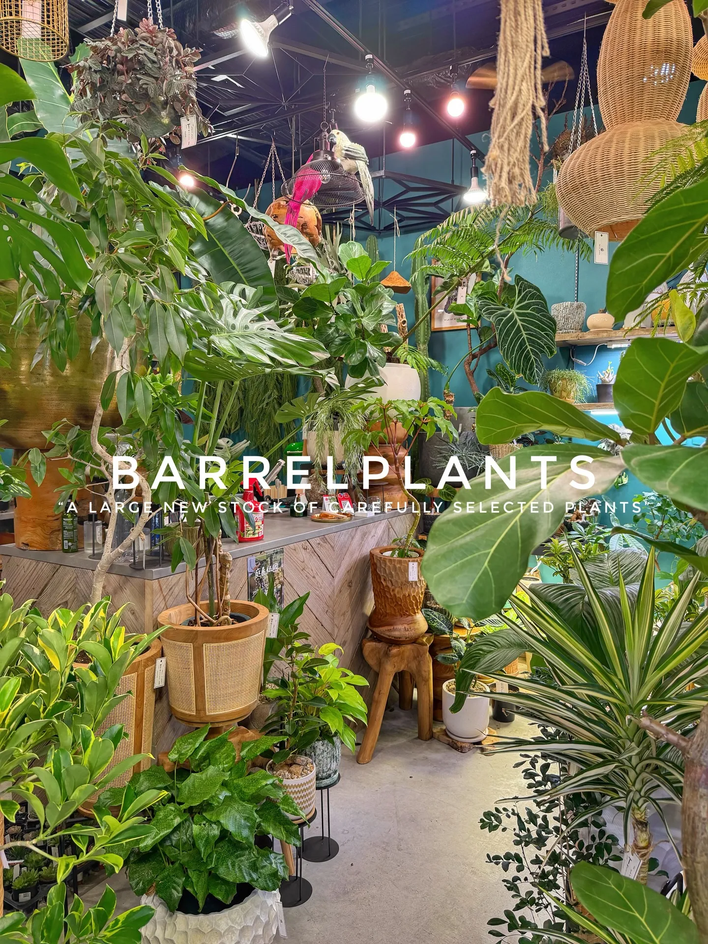 植物がさらに増えて、店内がめっちゃ賑やかに🌿