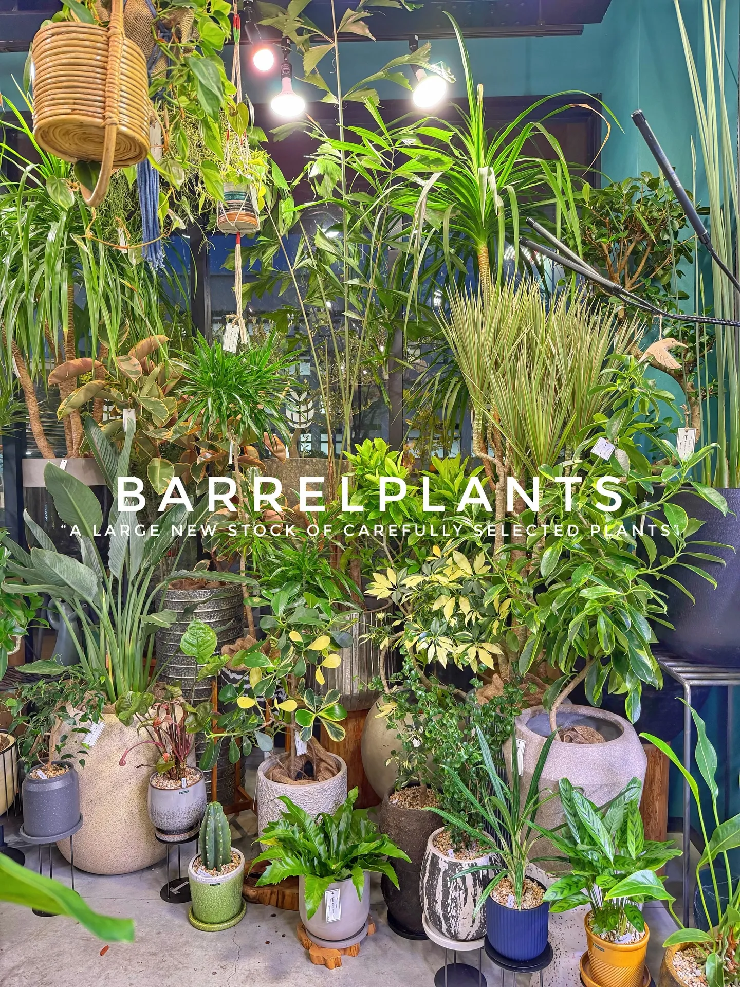植物がさらに増えて、店内がめっちゃ賑やかに🌿