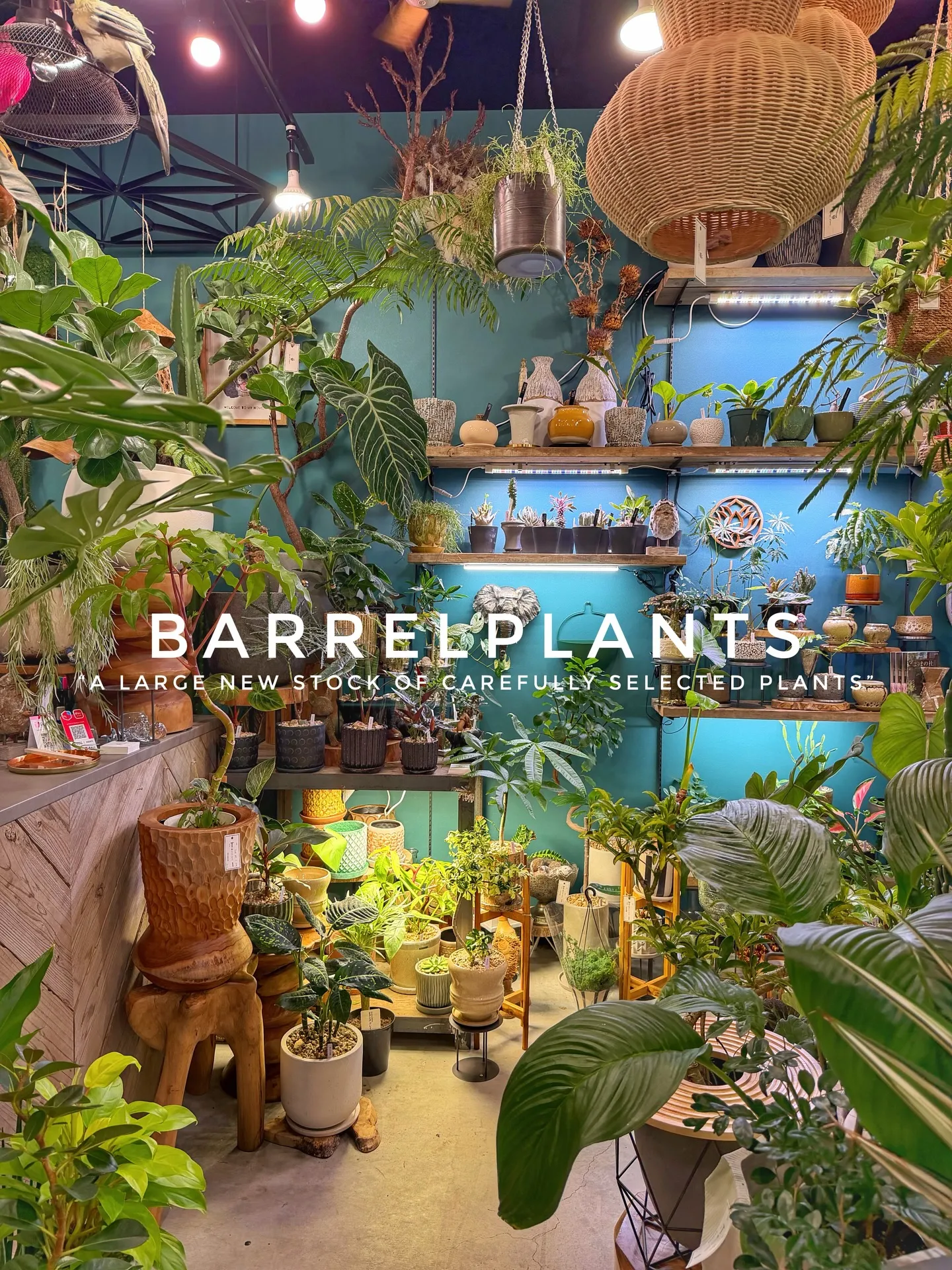 植物がさらに増えて、店内がめっちゃ賑やかに🌿