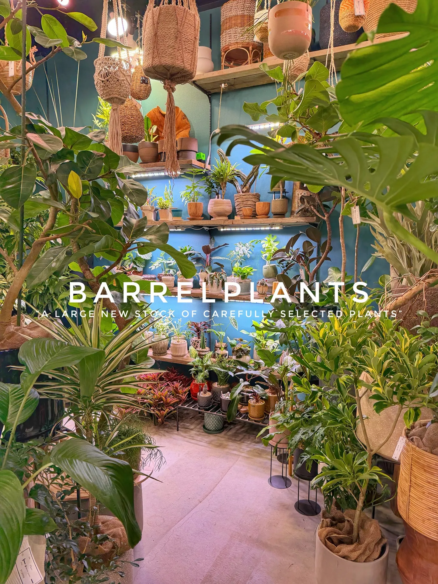 植物がさらに増えて、店内がめっちゃ賑やかに🌿