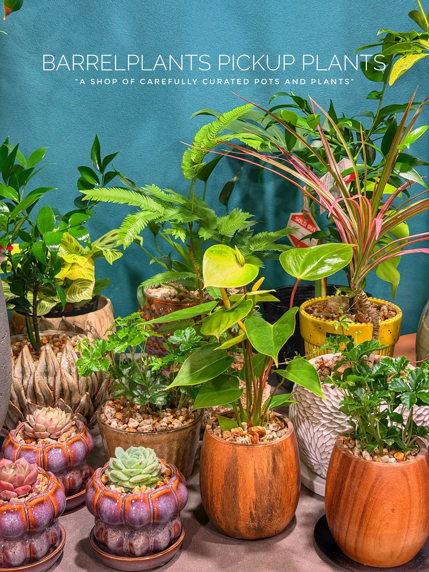 「こだわりの鉢と植物でつくる、今日の植え込みラインナップ。