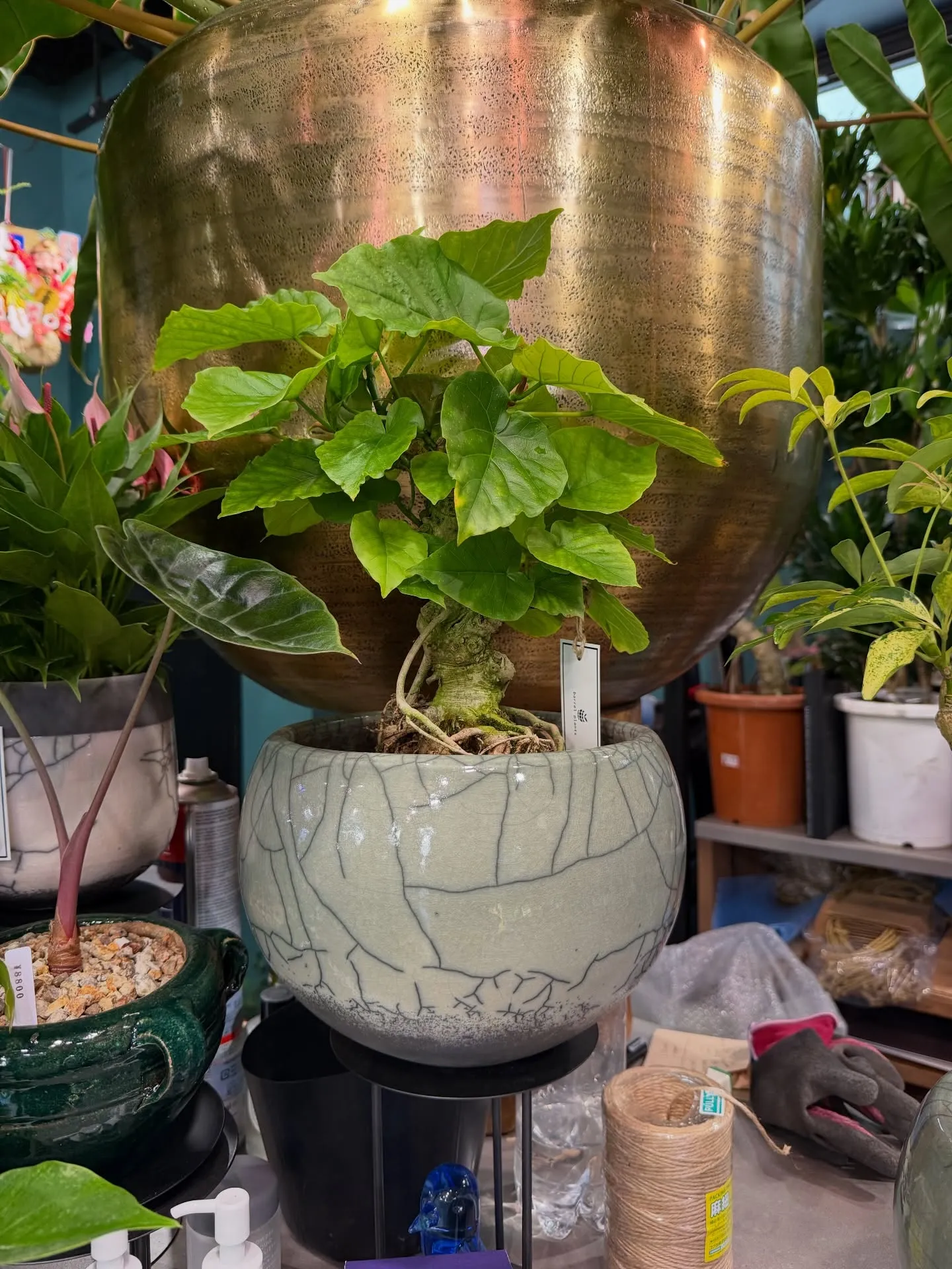 「こだわりの鉢と植物でつくる、今日の植え込みラインナップ。