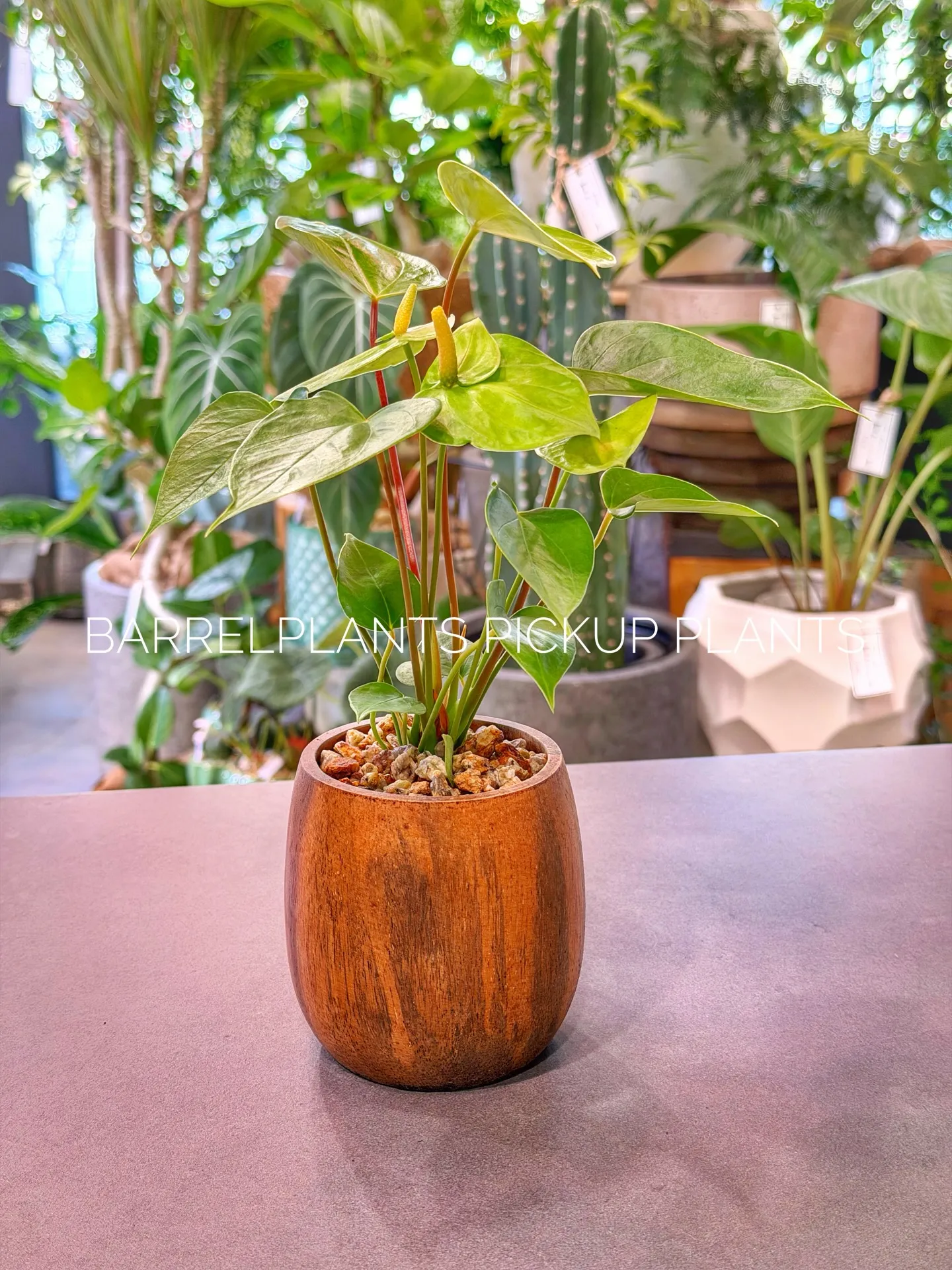 「こだわりの鉢と植物でつくる、今日の植え込みラインナップ。