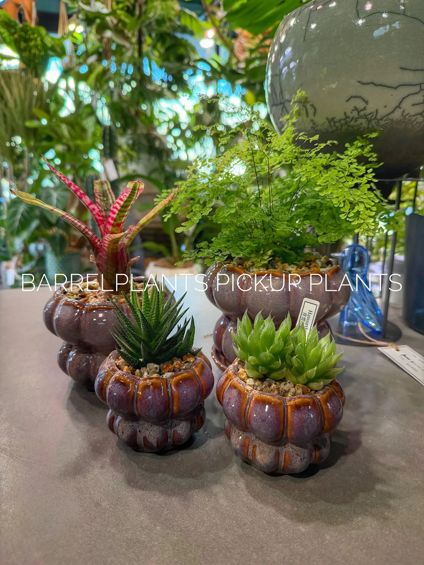 「こだわりの鉢と植物でつくる、今日の植え込みラインナップ。