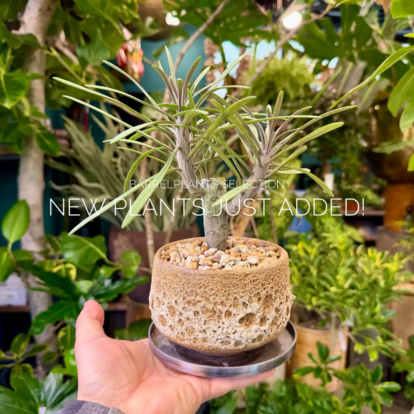 店頭でも人気のセレクションを、