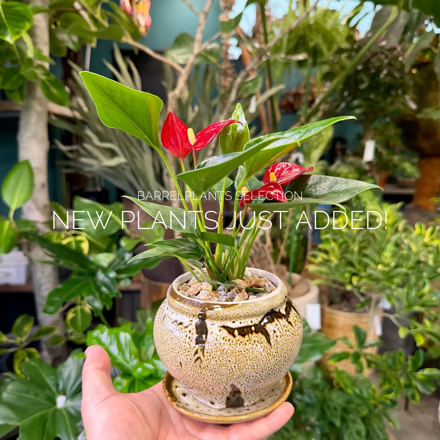 店頭でも人気のセレクションを、