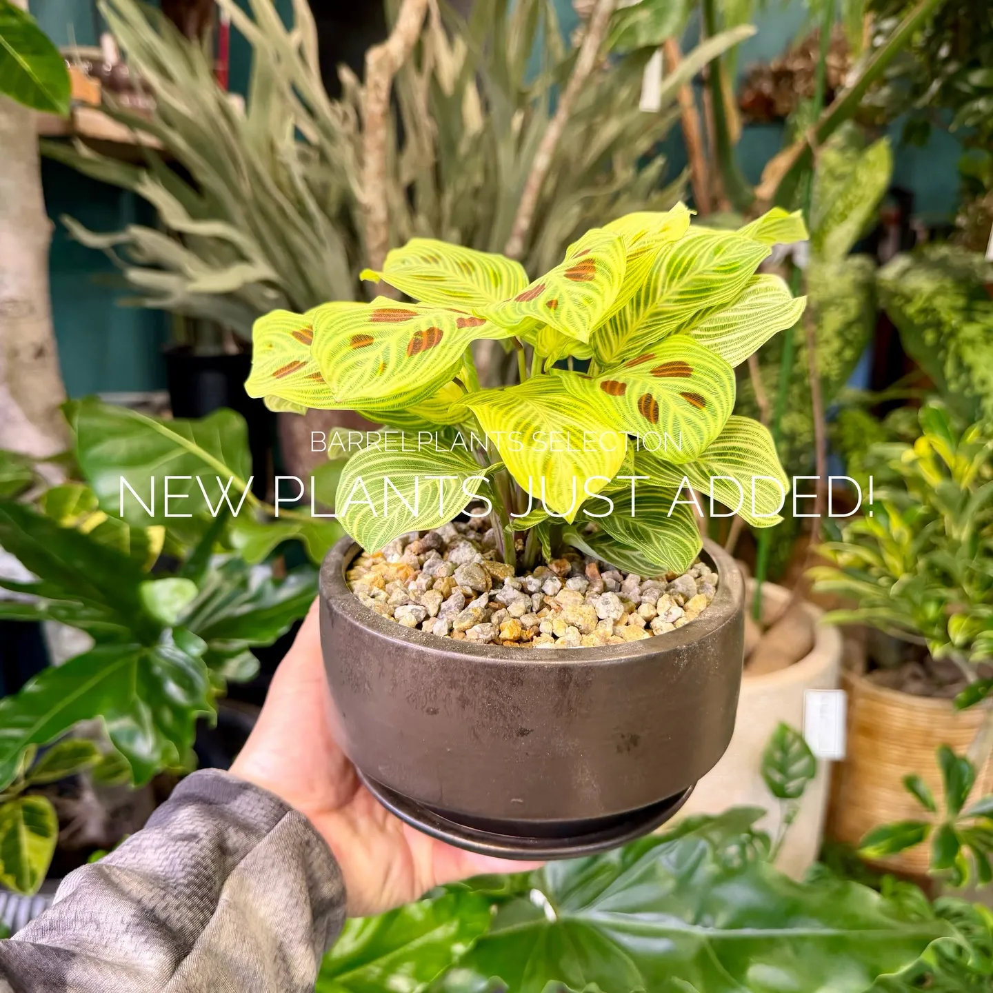 店頭でも人気のセレクションを、