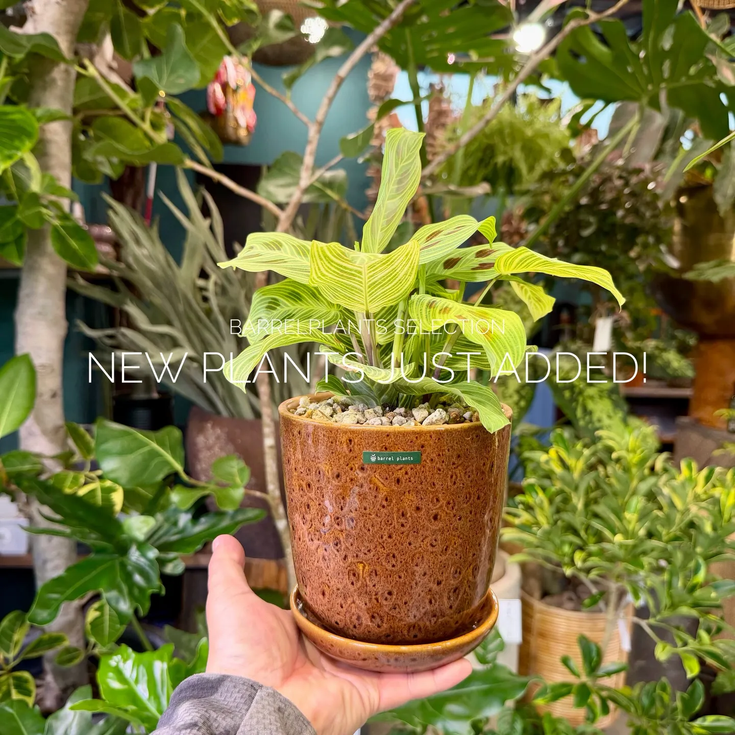 店頭でも人気のセレクションを、