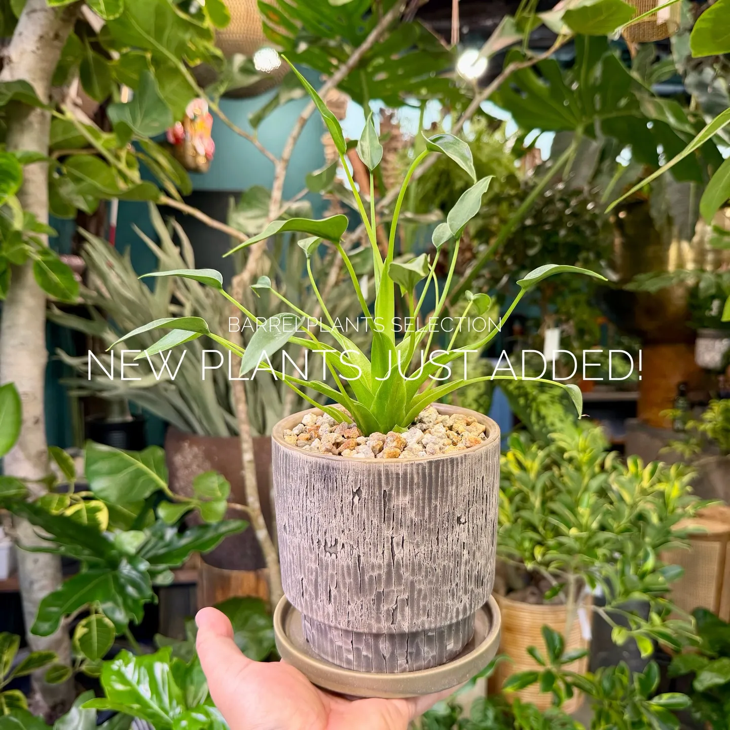 店頭でも人気のセレクションを、