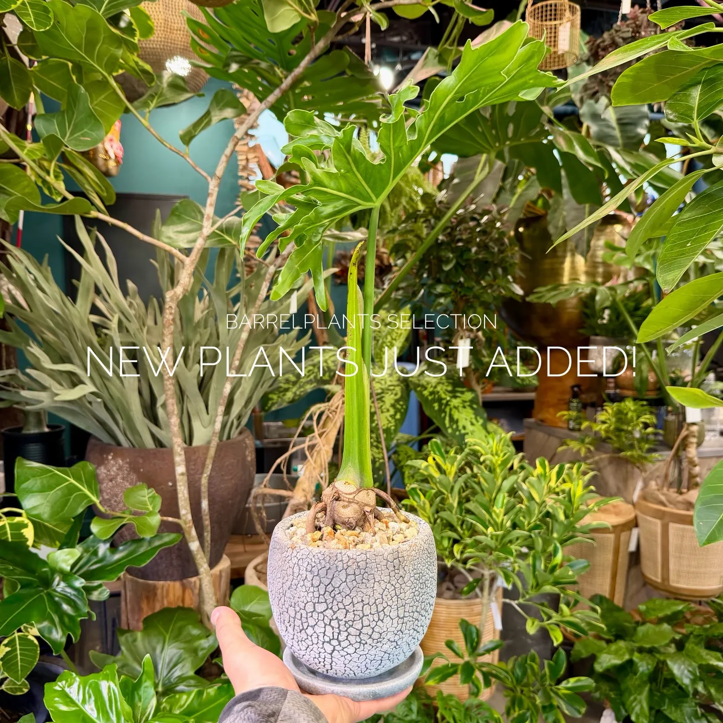 店頭でも人気のセレクションを、