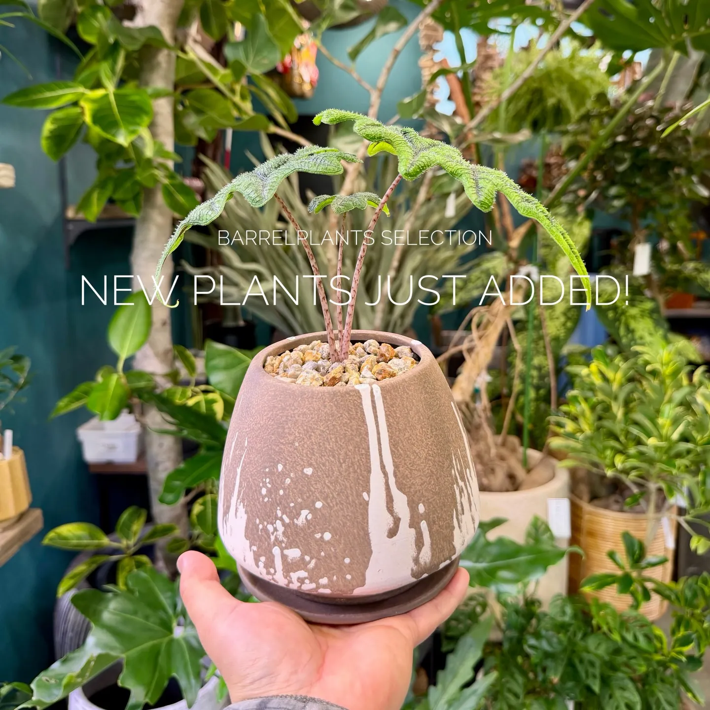 店頭でも人気のセレクションを、