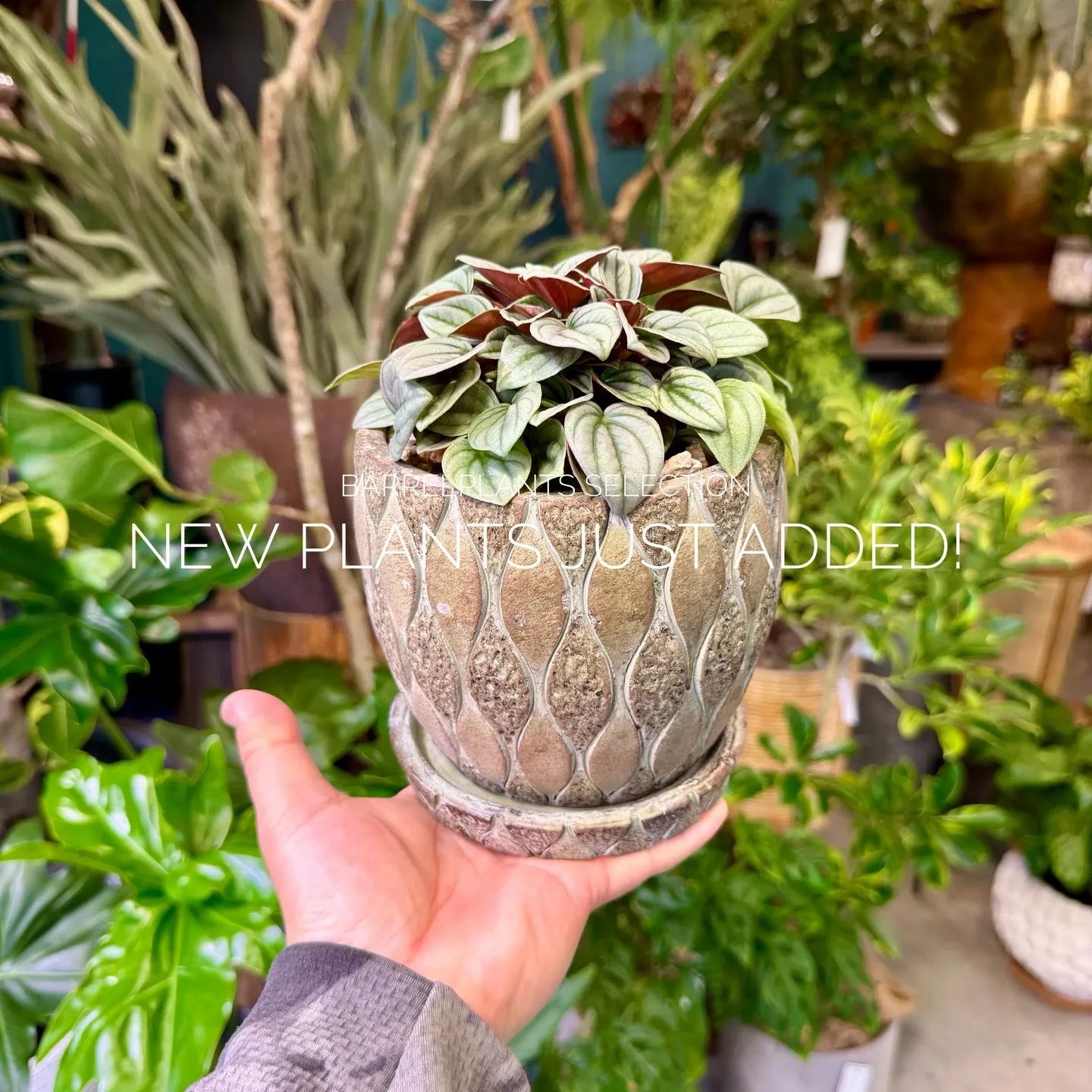 店頭でも人気のセレクションを、