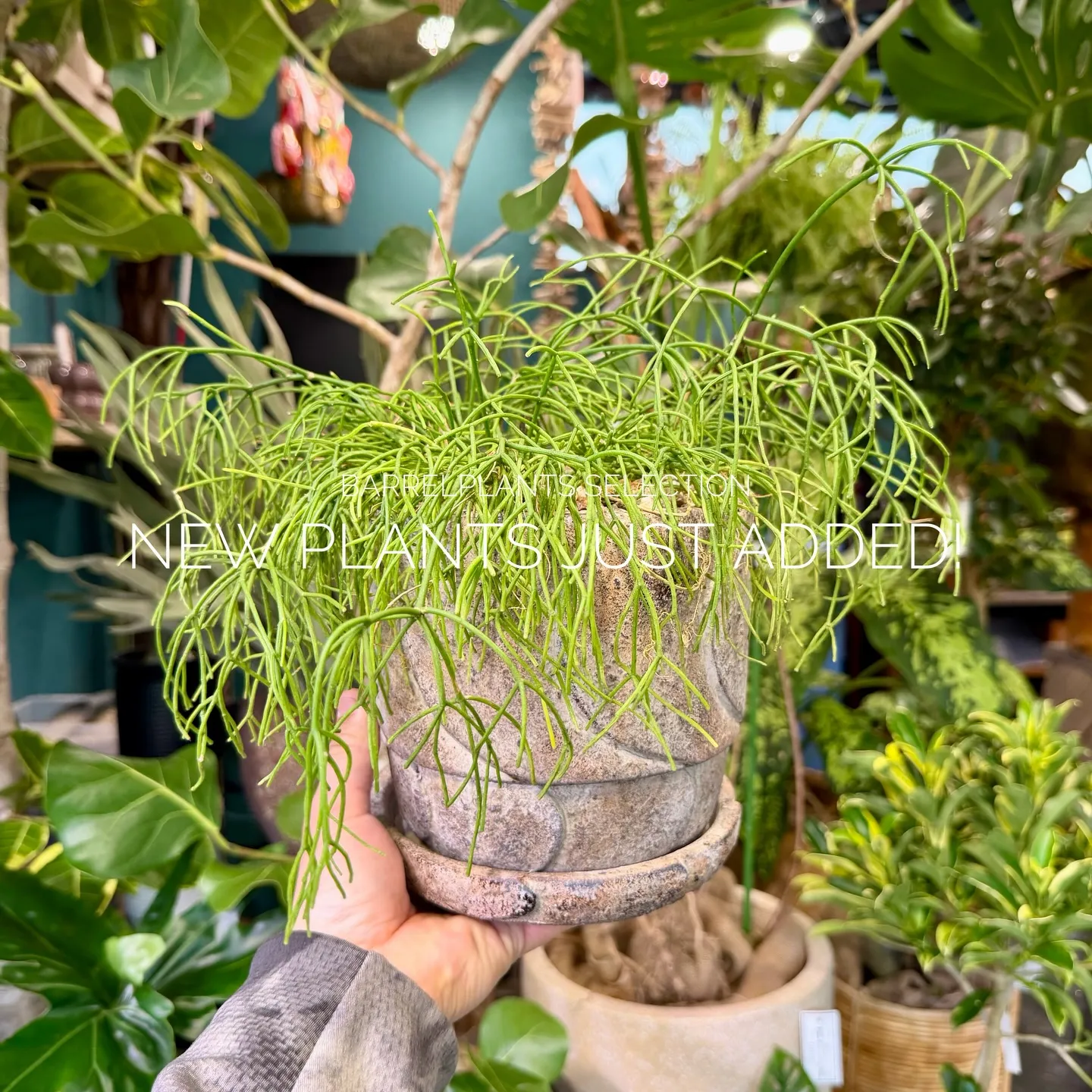 店頭でも人気のセレクションを、