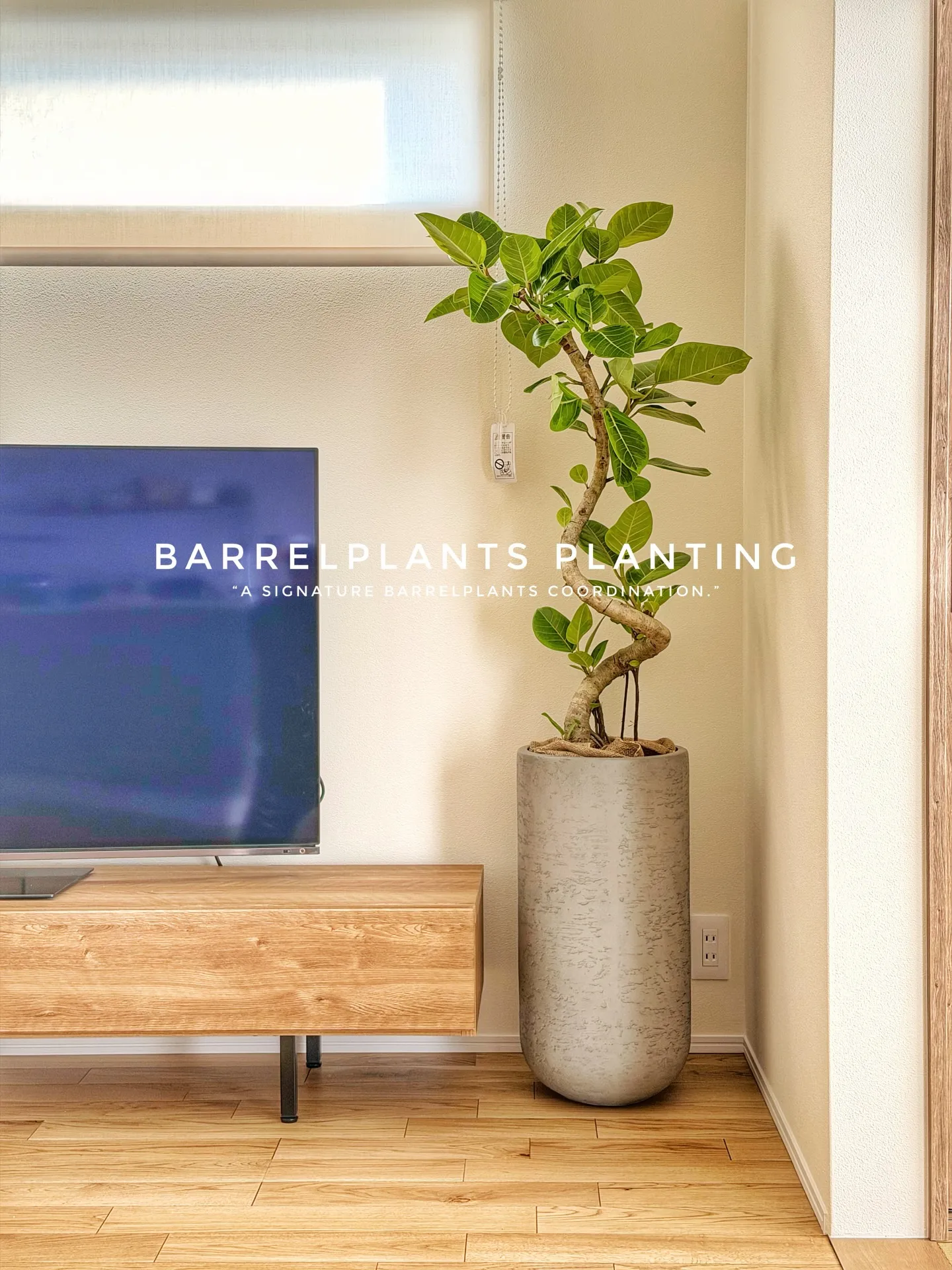 「暮らしに馴染む、Barrelplantsのグリーンコーディ...