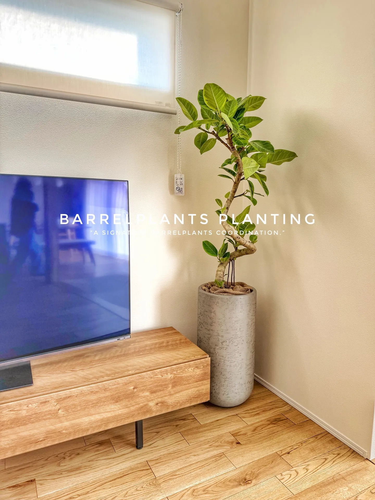 「暮らしに馴染む、Barrelplantsのグリーンコーディ...