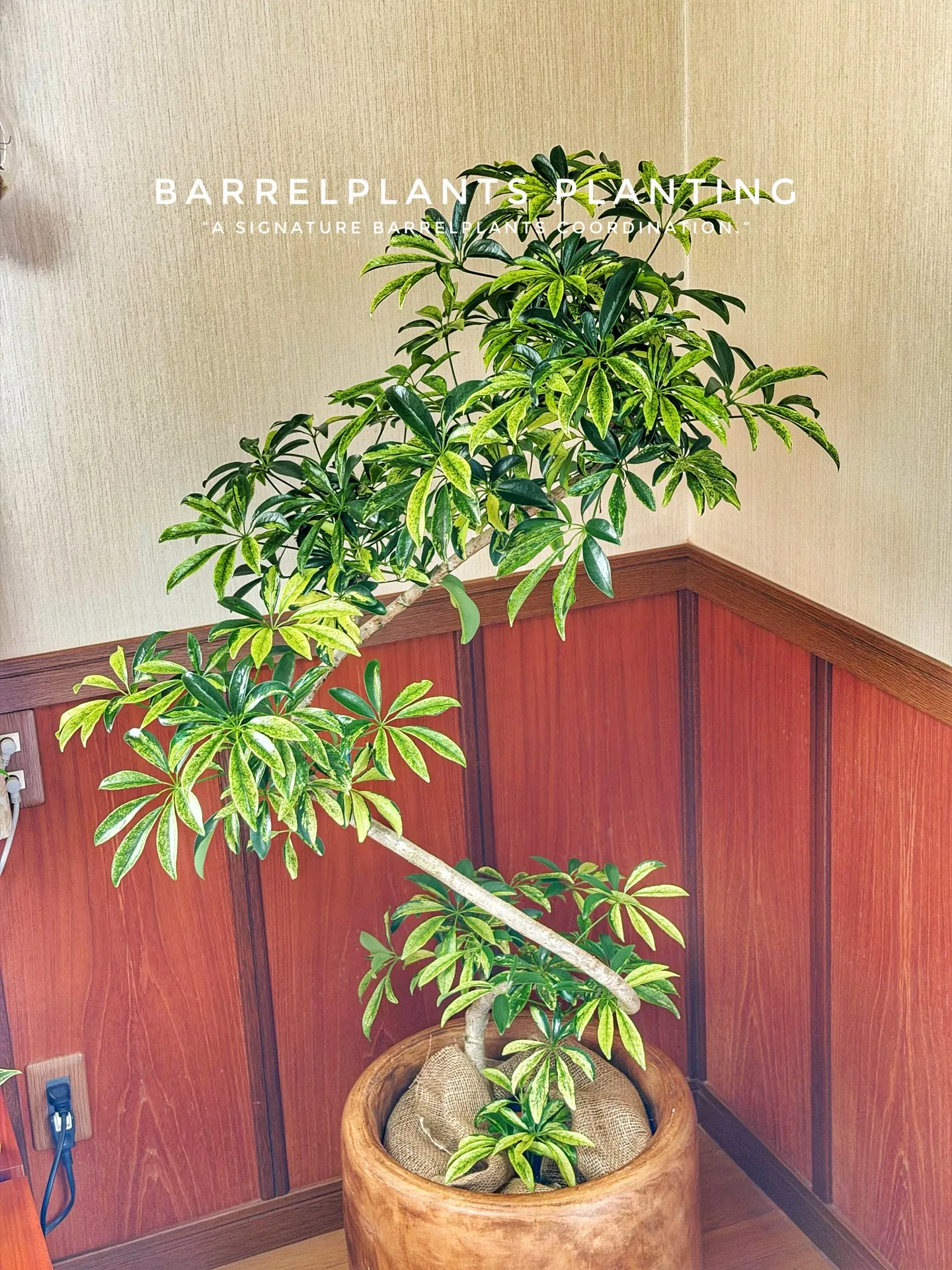 「暮らしに馴染む、Barrelplantsのグリーンコーディ...