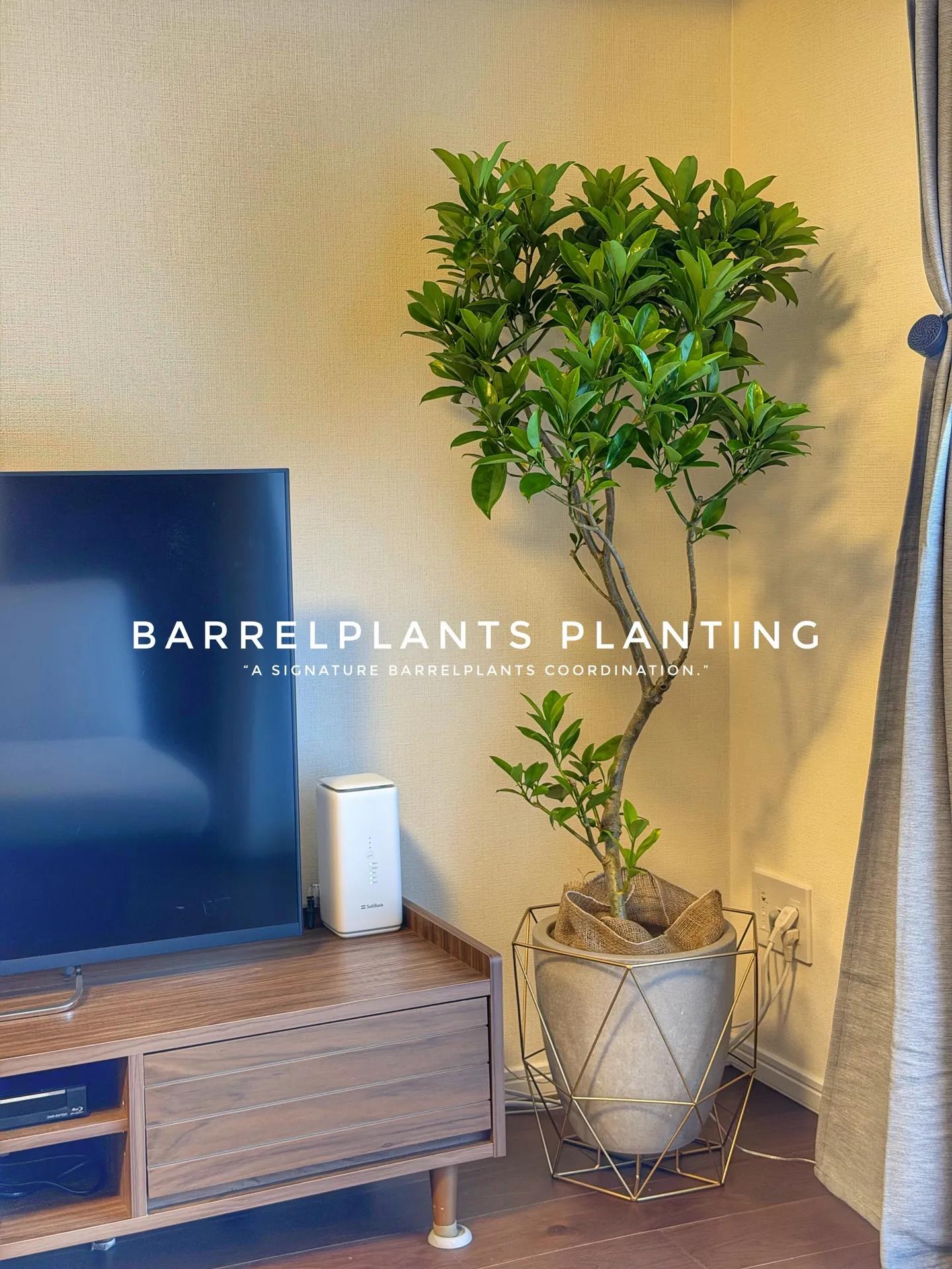 「暮らしに馴染む、Barrelplantsのグリーンコーディ...