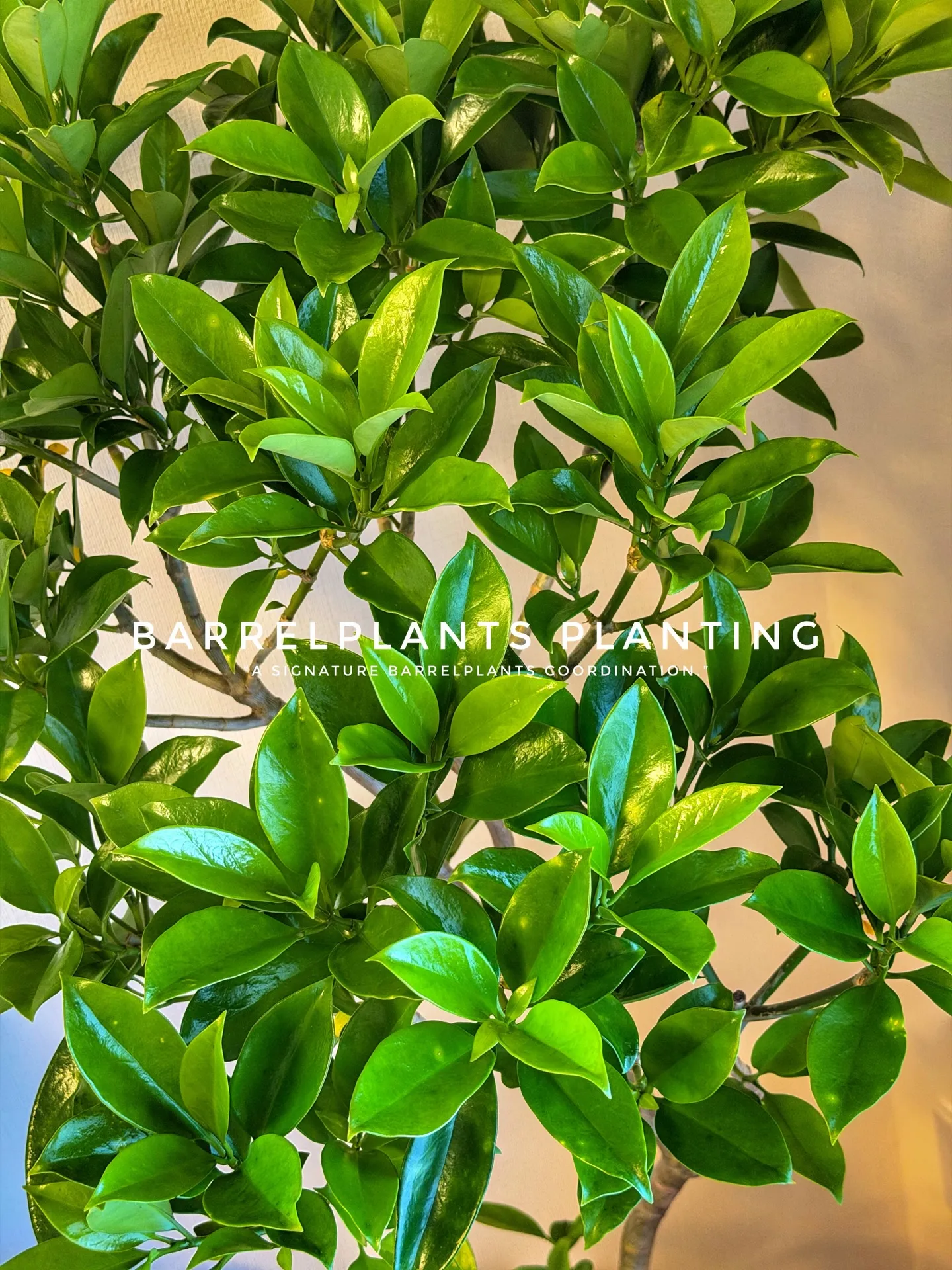 「暮らしに馴染む、Barrelplantsのグリーンコーディ...