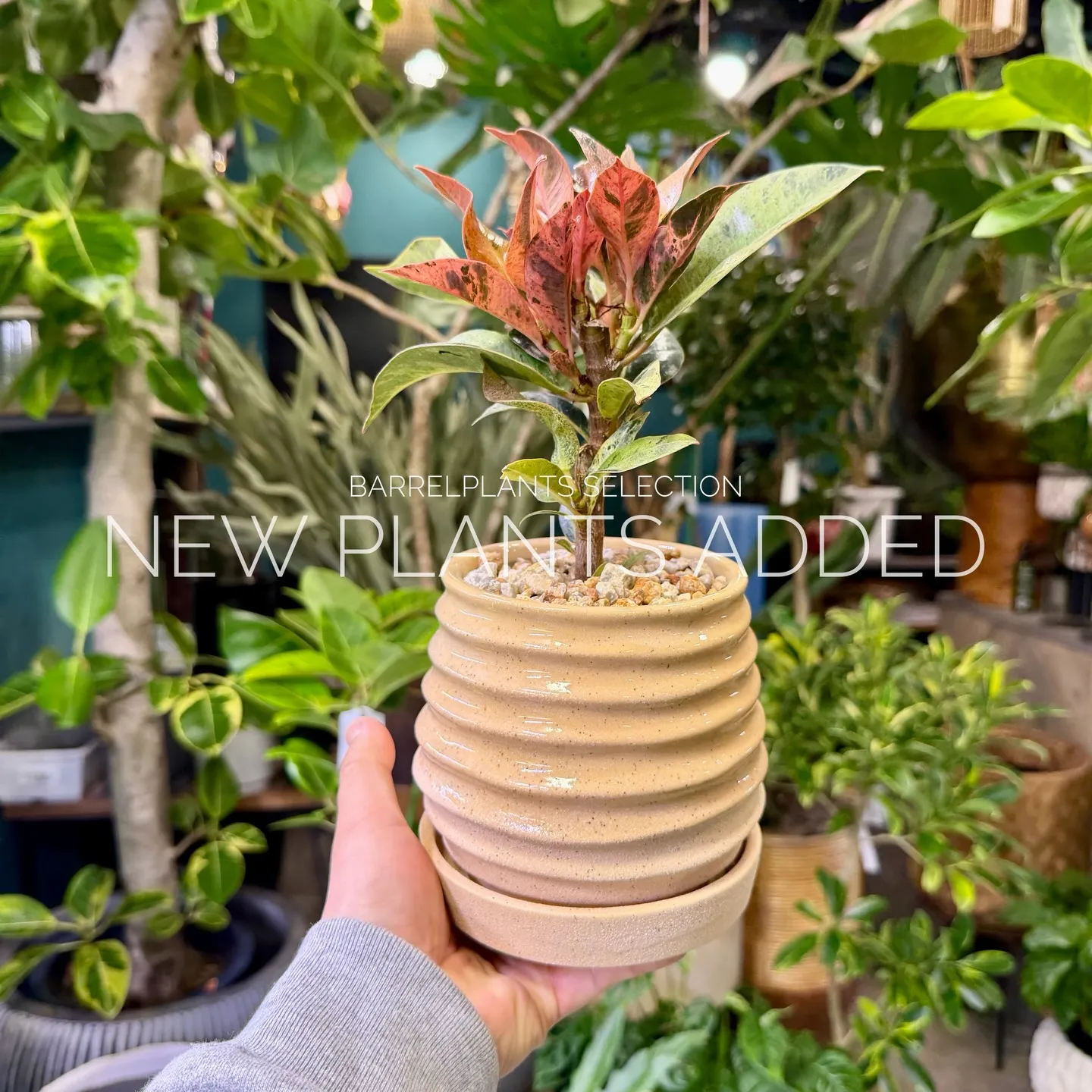 「今日の追加、ちょっと特別です。