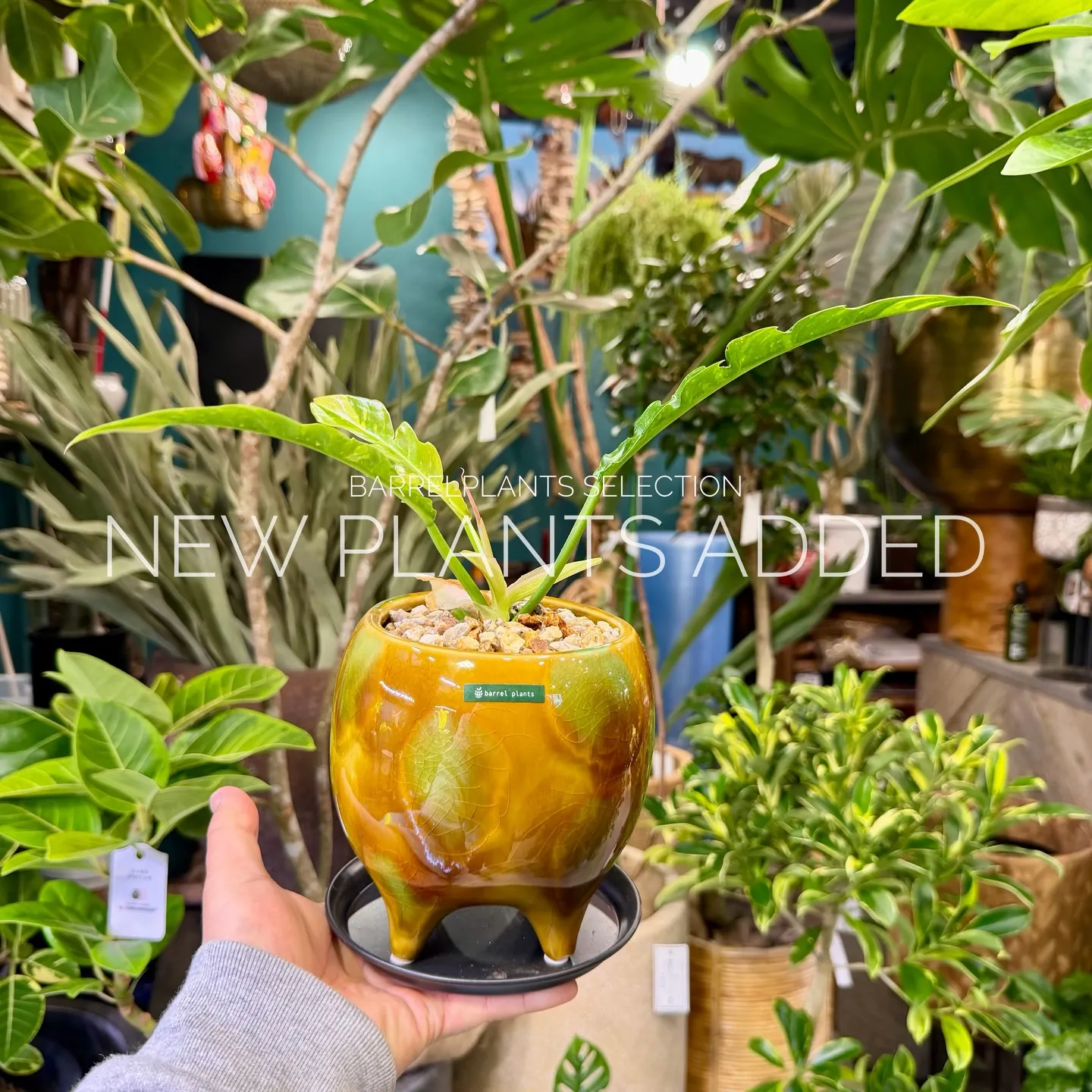 「今日の追加、ちょっと特別です。