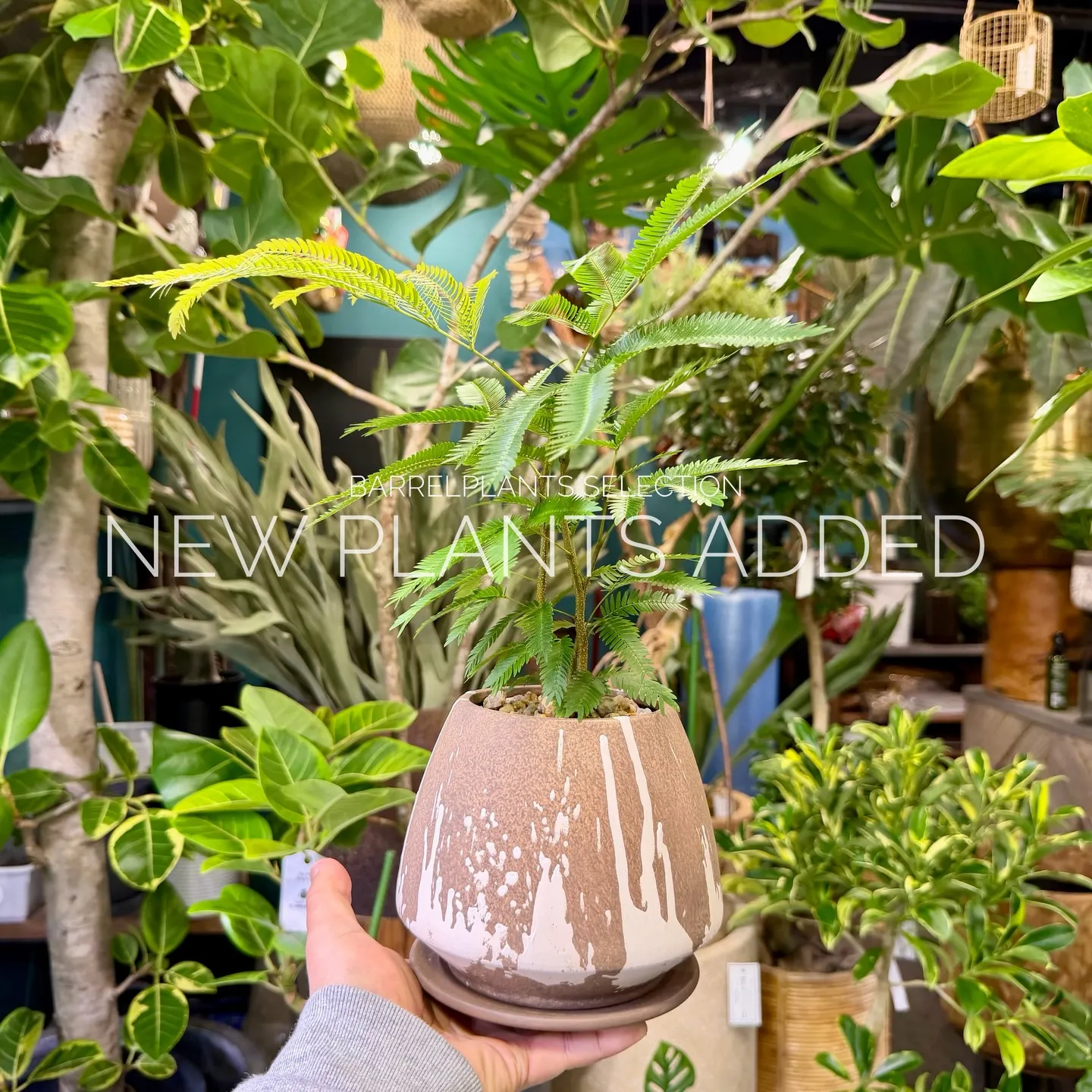 「今日の追加、ちょっと特別です。