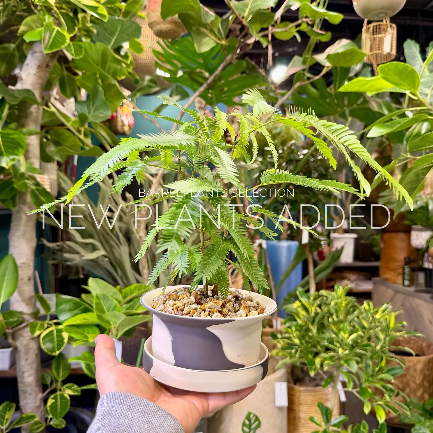 「今日の追加、ちょっと特別です。