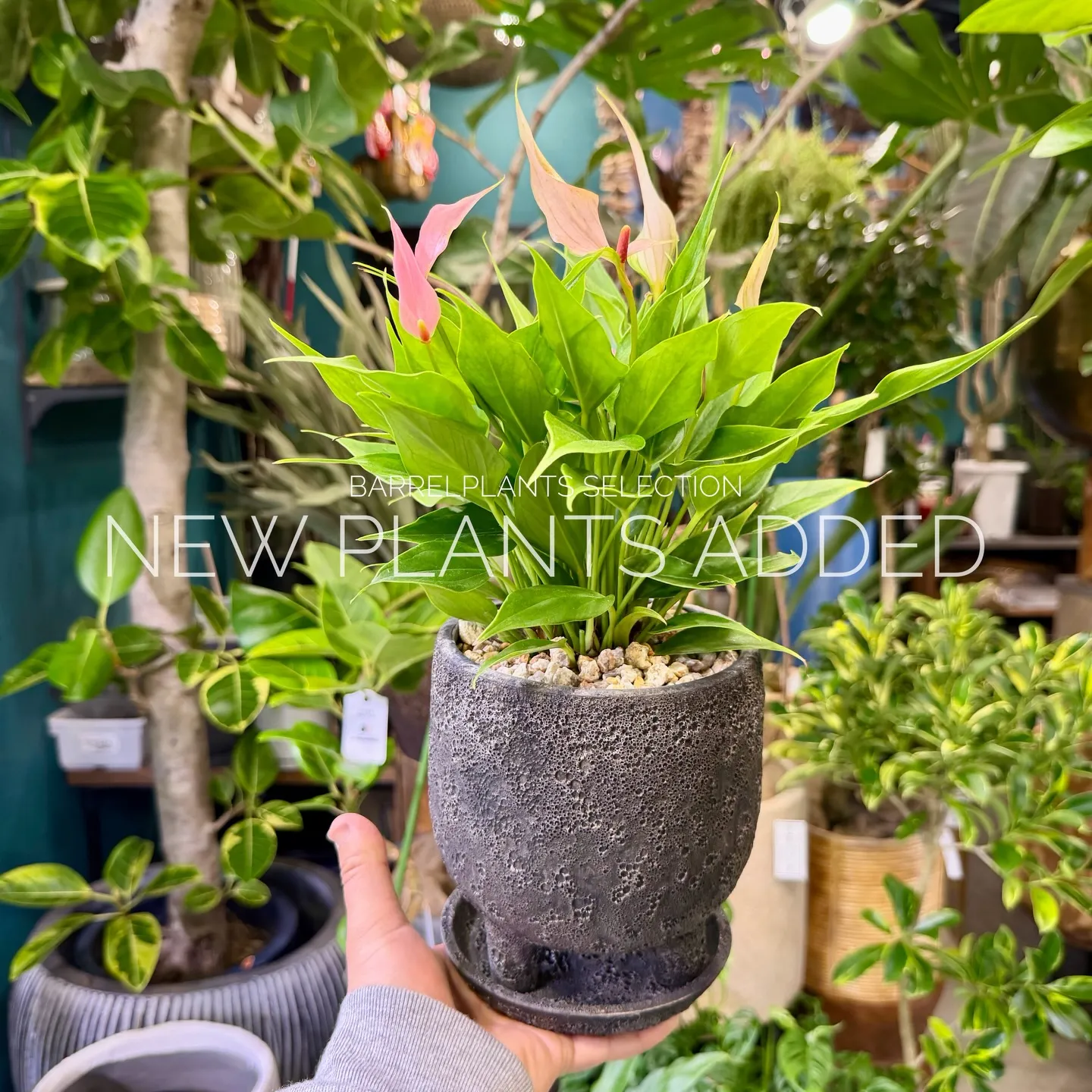 「今日の追加、ちょっと特別です。