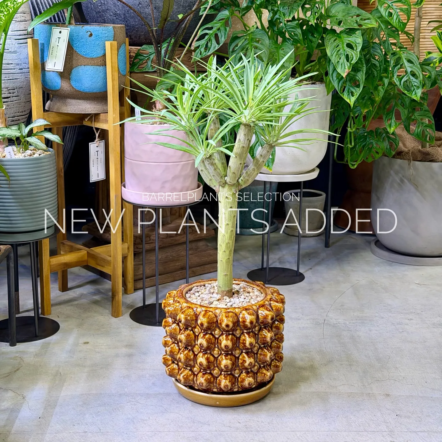 「今日の追加、ちょっと特別です。