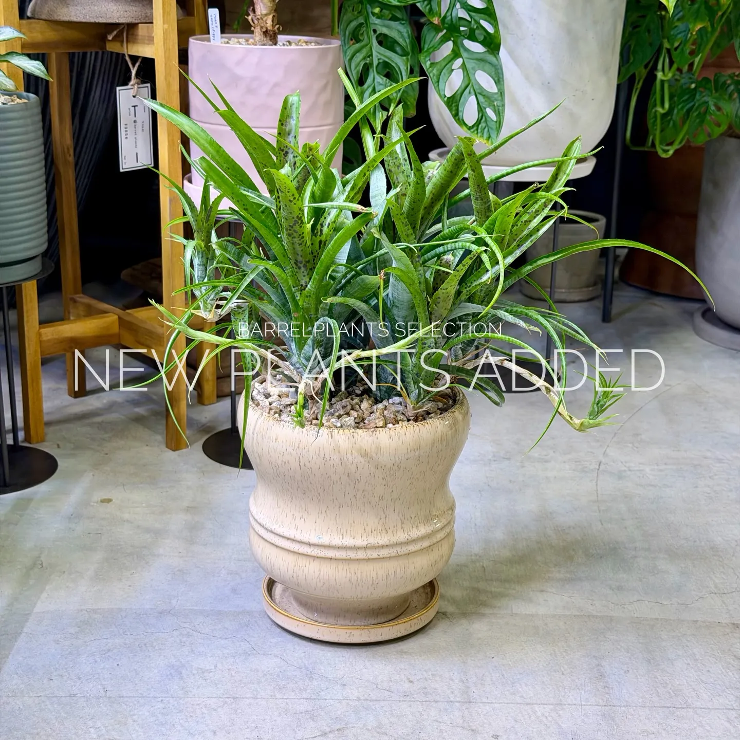 「今日の追加、ちょっと特別です。