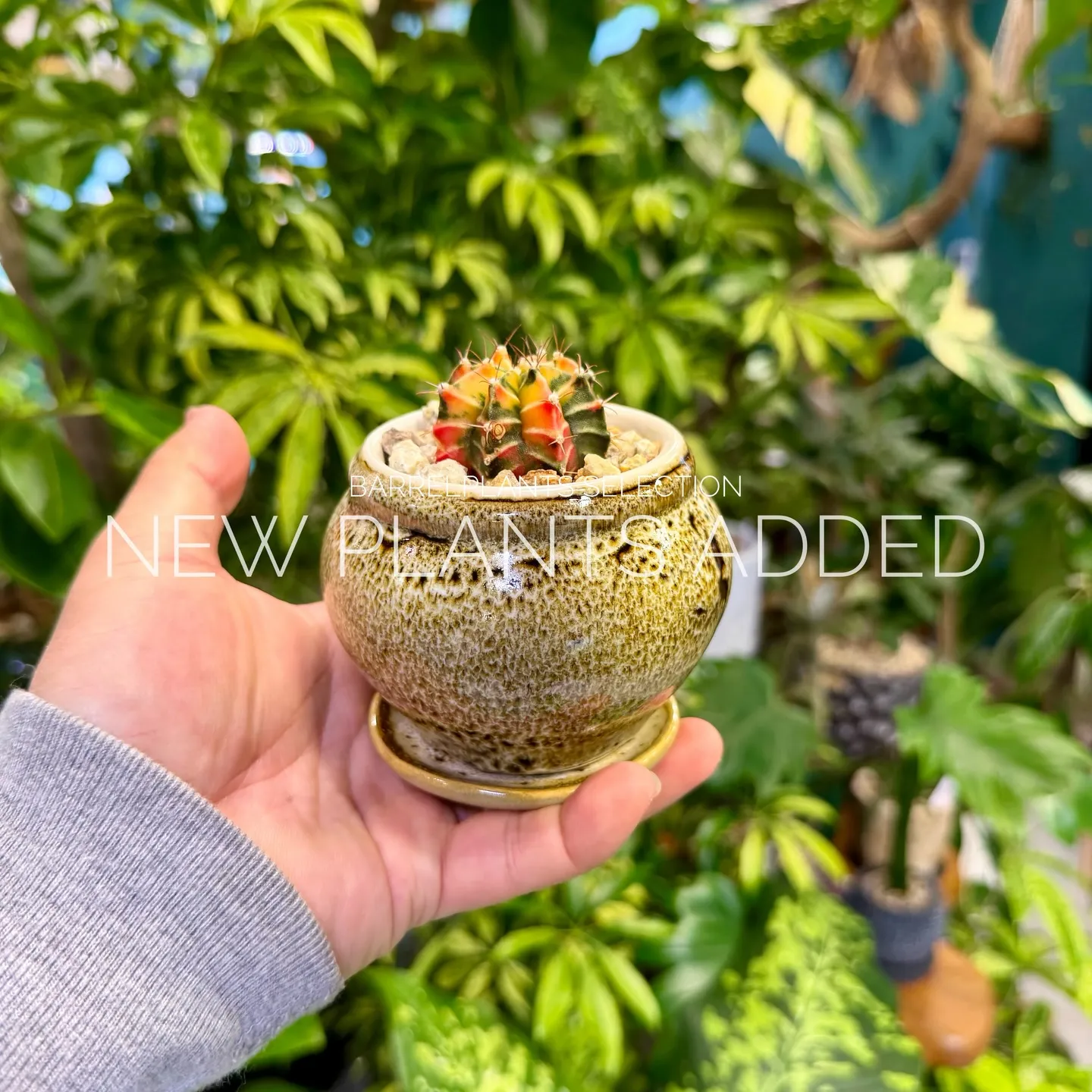 「今日の追加、ちょっと特別です。