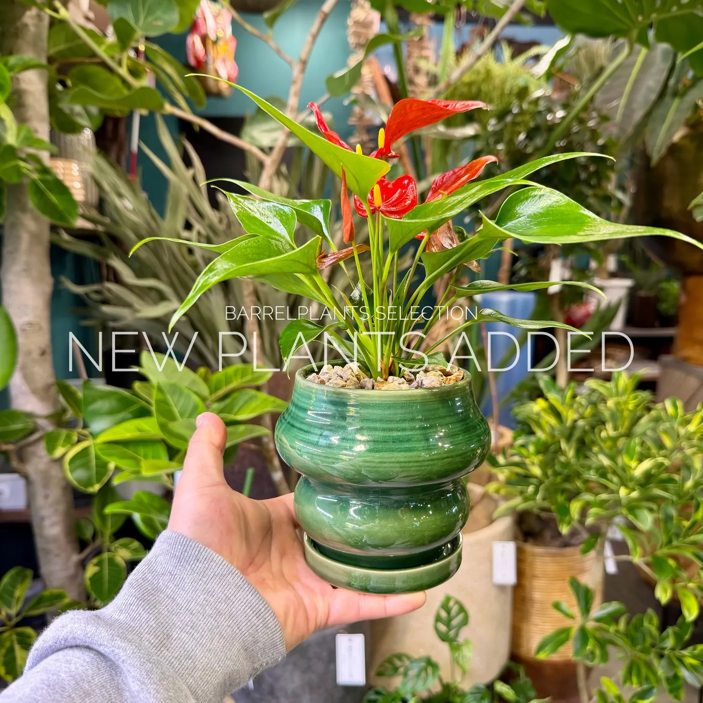 「今日の追加、ちょっと特別です。