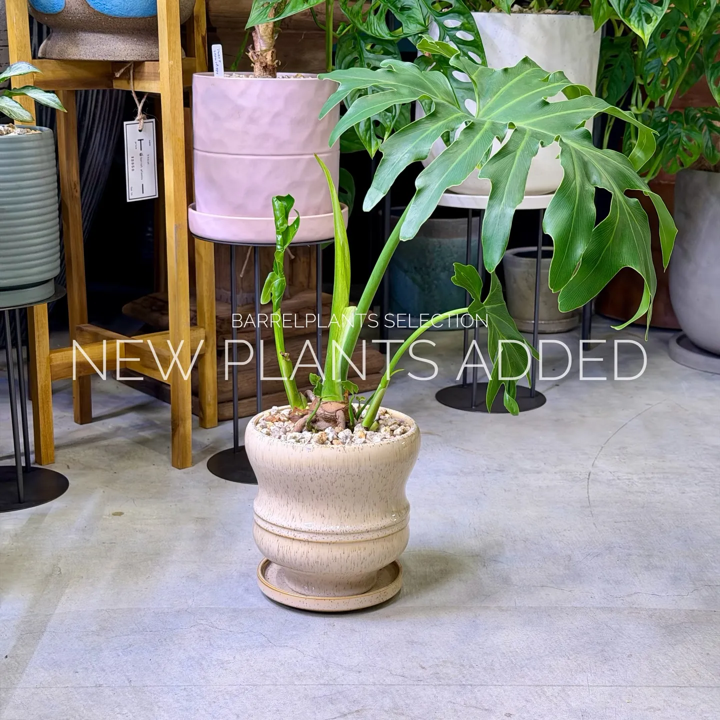 「今日の追加、ちょっと特別です。