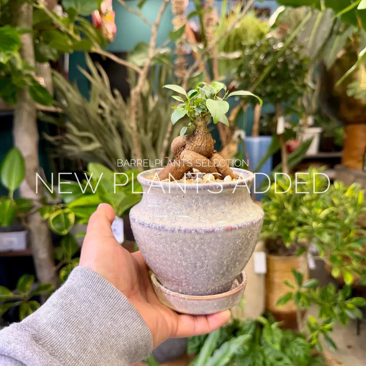 「今日の追加、ちょっと特別です。