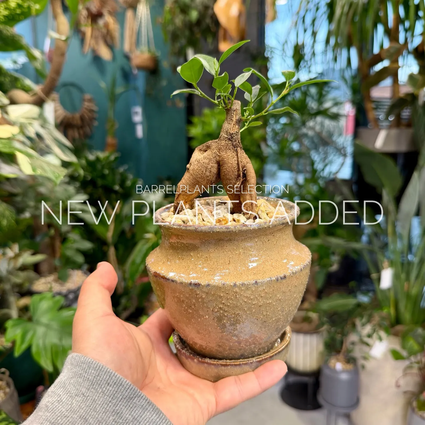 「今日の追加、ちょっと特別です。