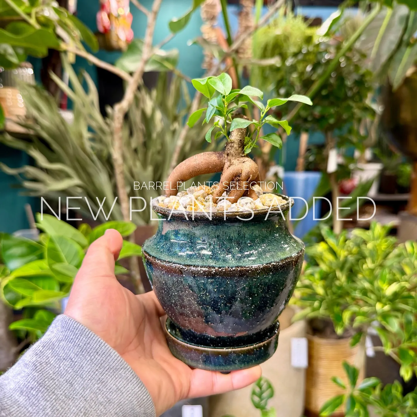 「今日の追加、ちょっと特別です。